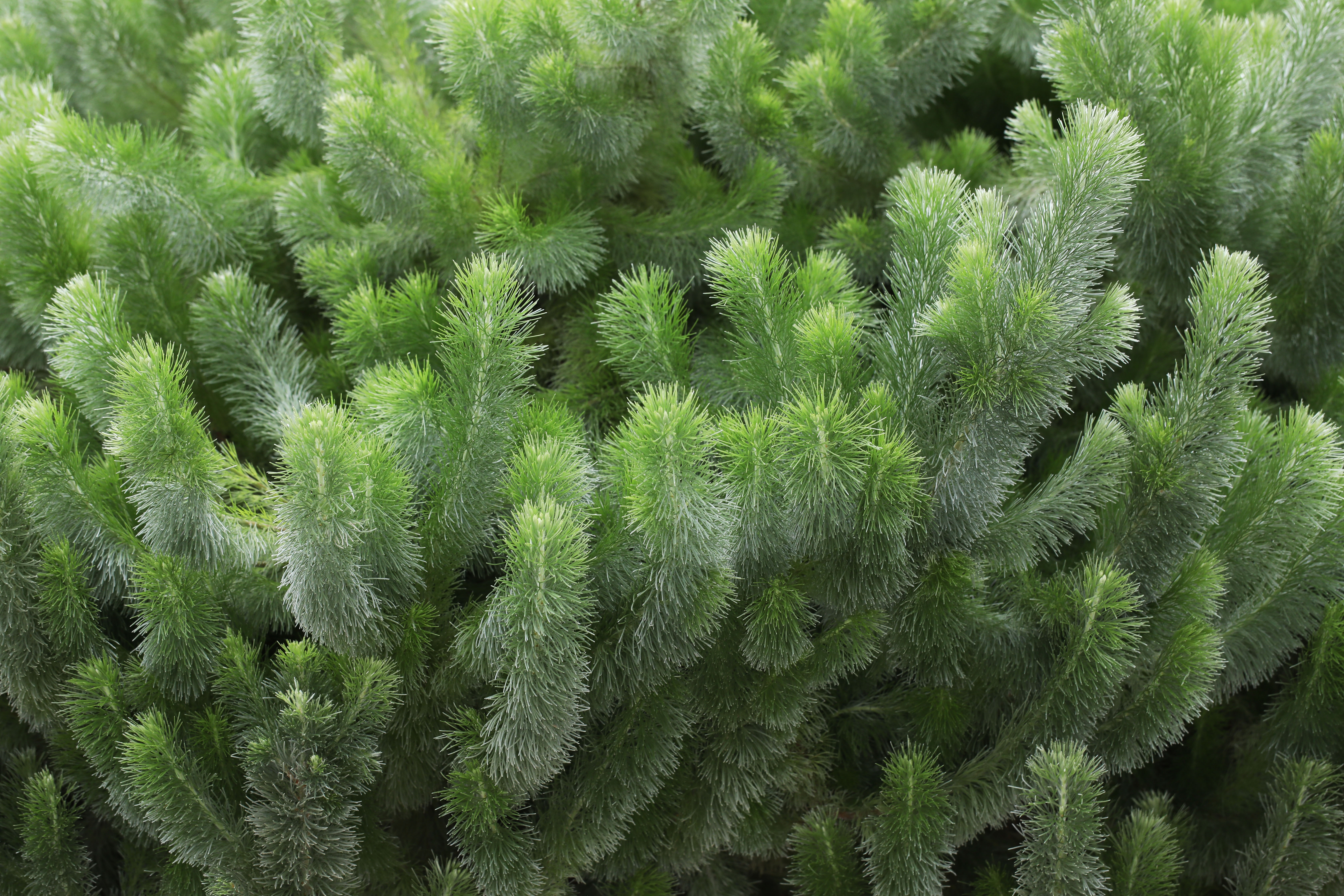 afforest-group-softscaping-wooly-bush.png