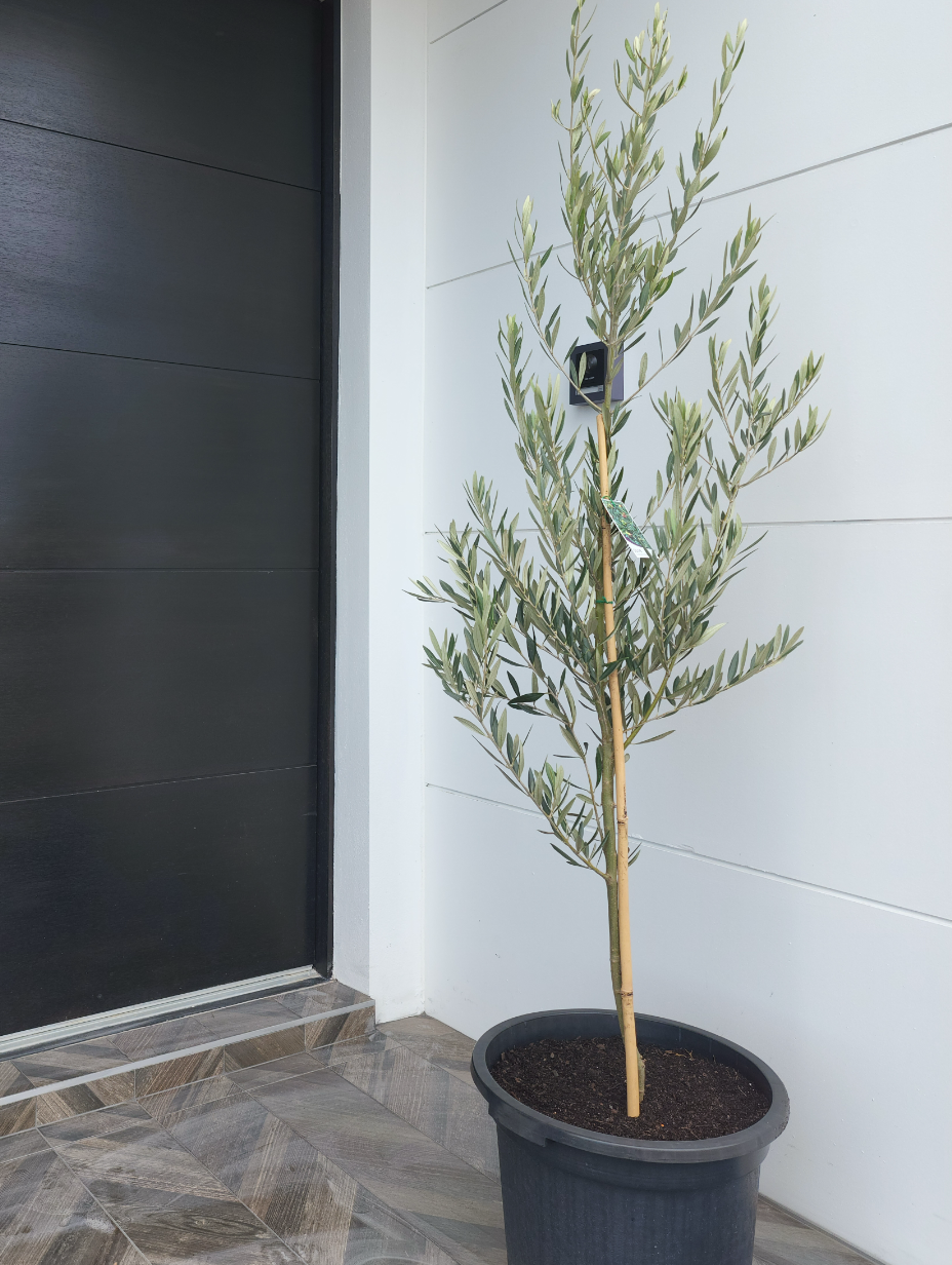 olive-tree-sydney-axis-trees-8.png