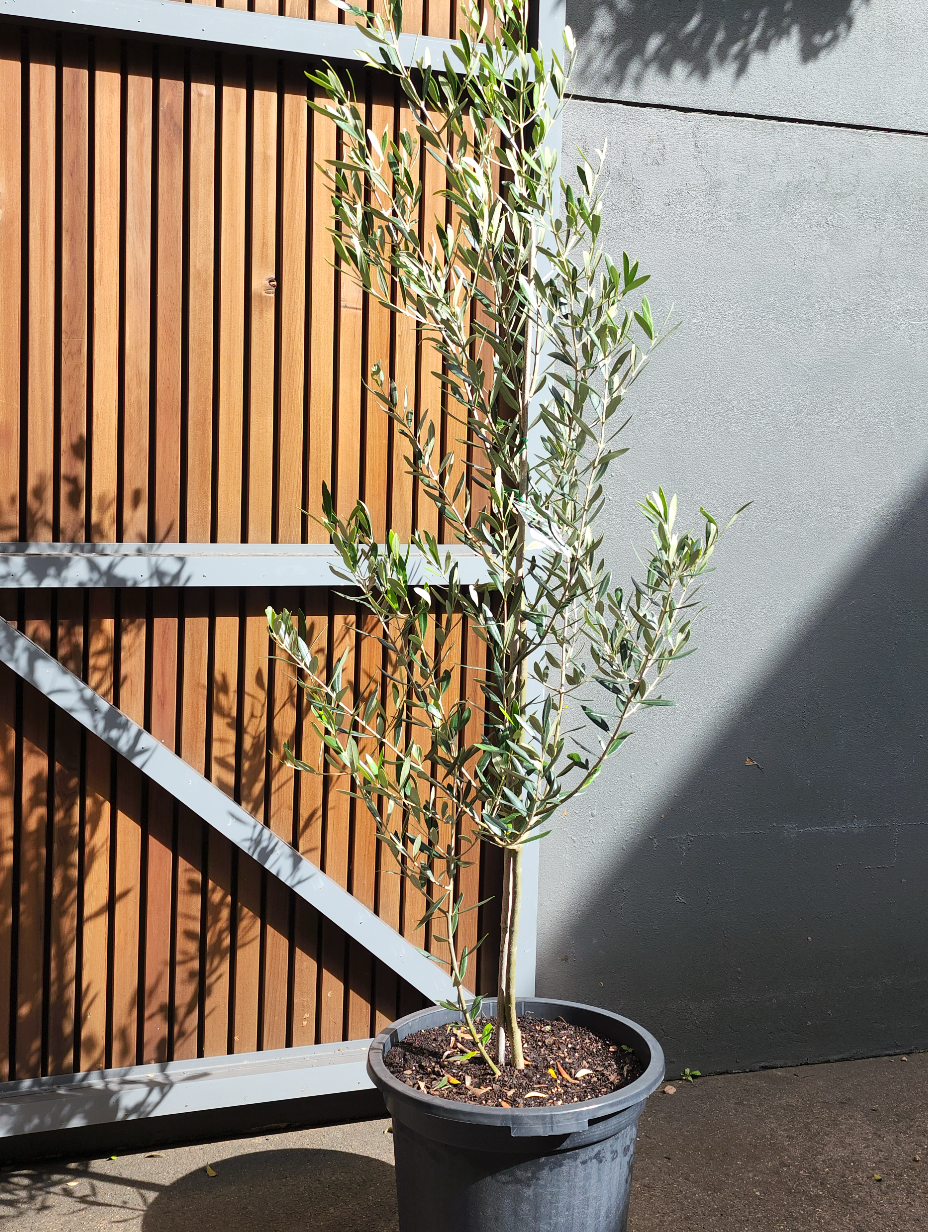 olive-tree-sydney-axis-trees-5.png