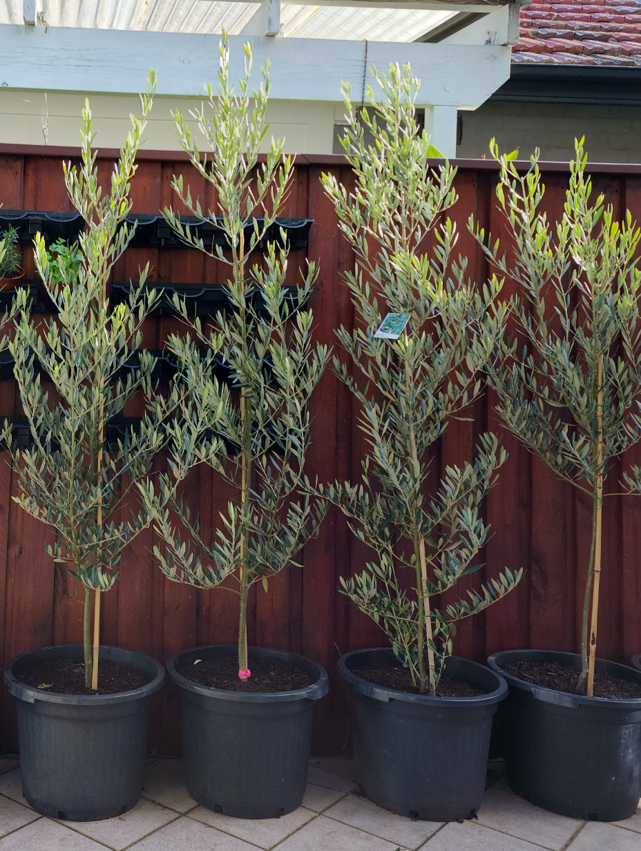 olive-tree-sydney-axis-trees-7.png