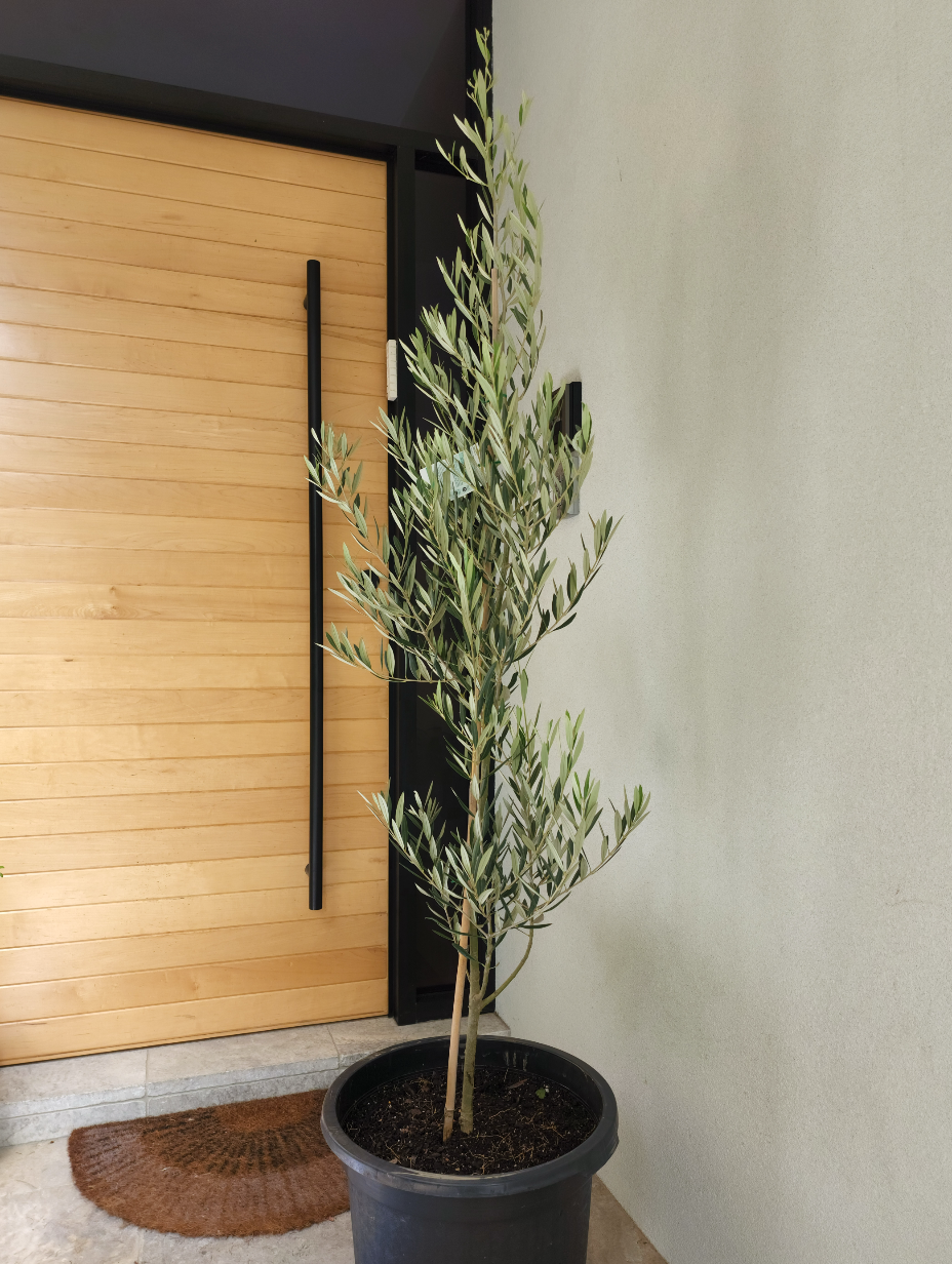olive-tree-sydney-axis-trees-1.png