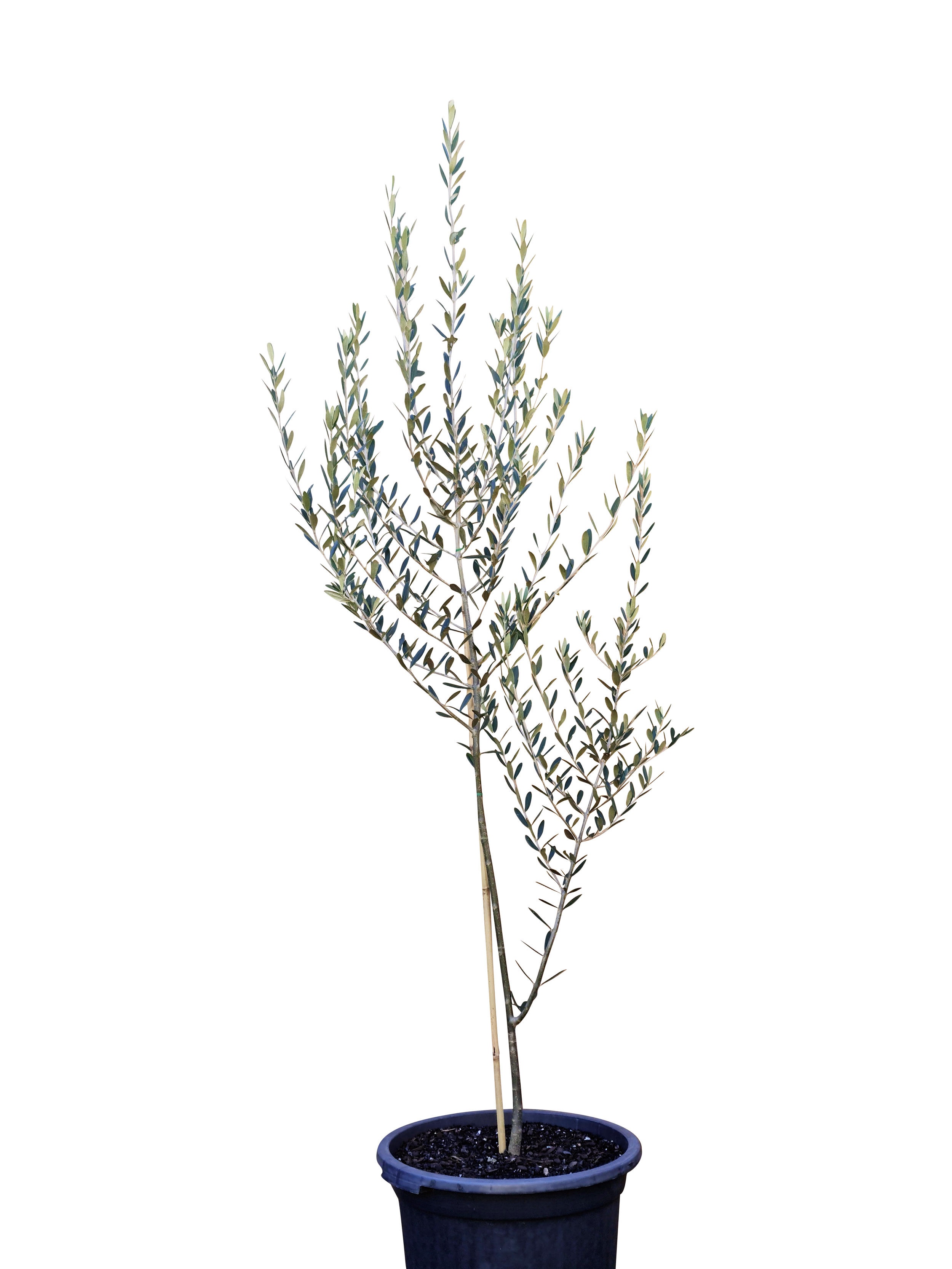 olive-tree-afforest-group.png