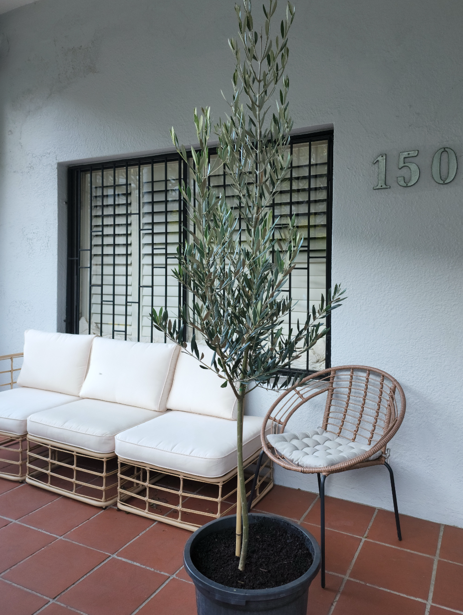 olive-tree-sydney-axis-trees-6.png