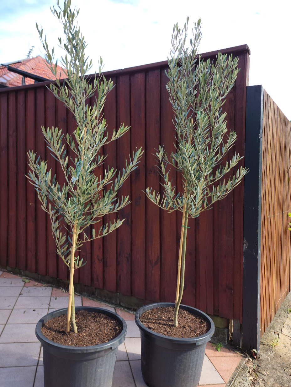 olive-tree-sydney-axis-trees-9.png