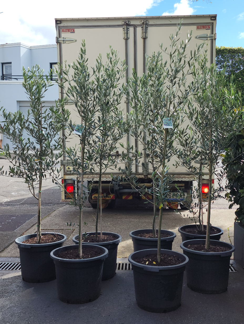 olive-tree-sydney-axis-trees-4.png