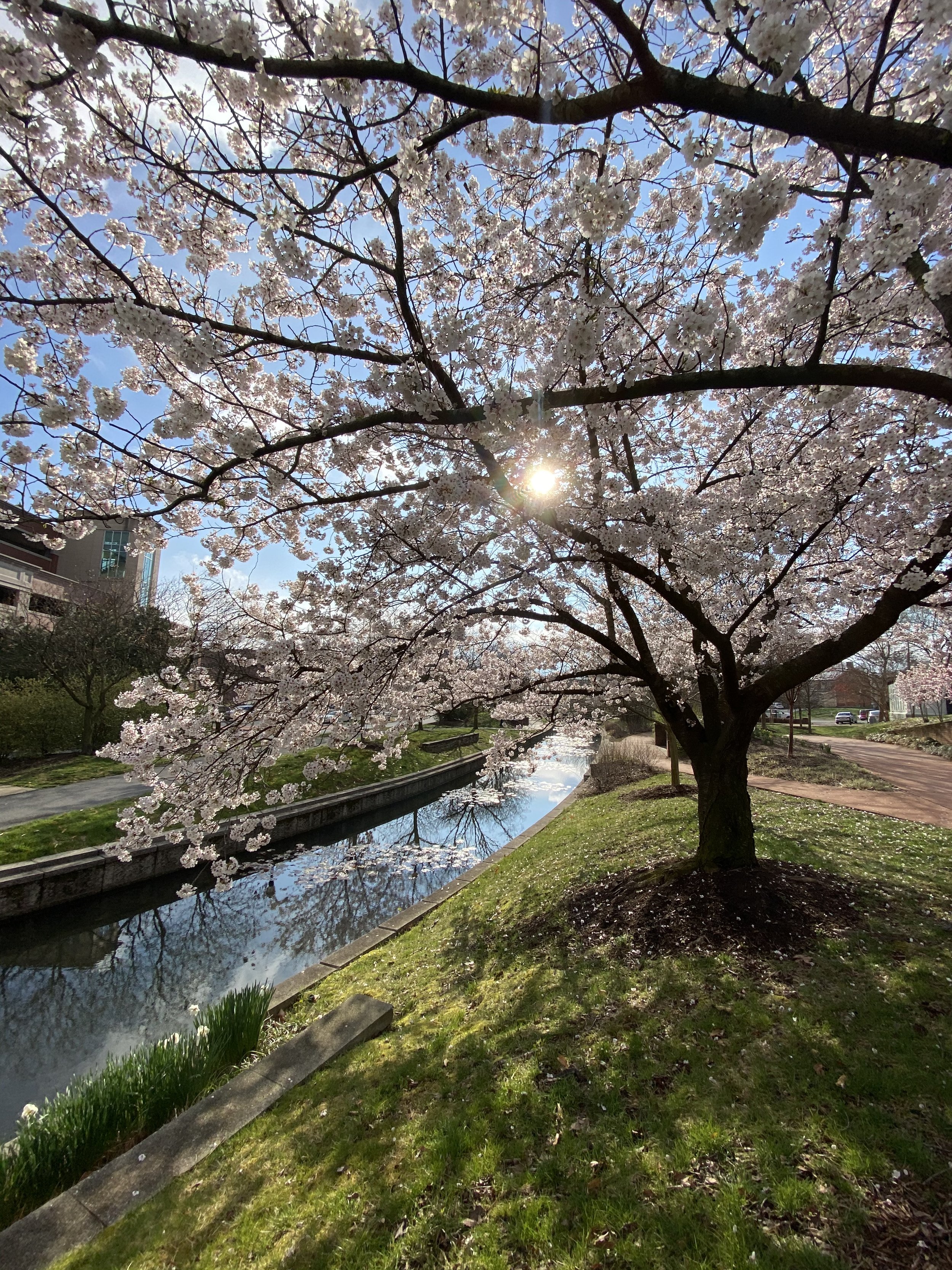 Carroll Creek | Frederick, MD | Landscape