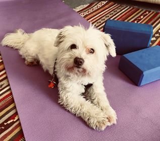 Choosing a Yoga Teacher Training