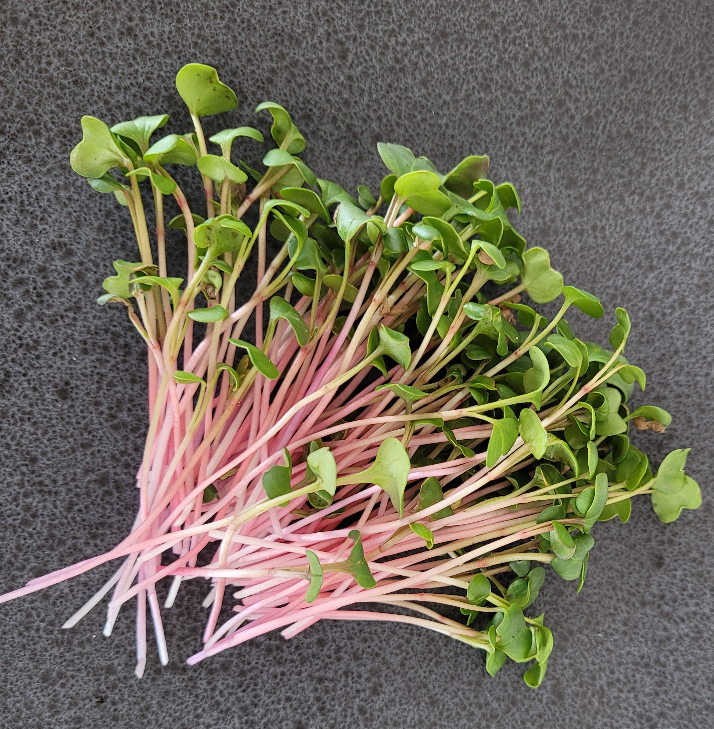 Radish Tilt.jpg