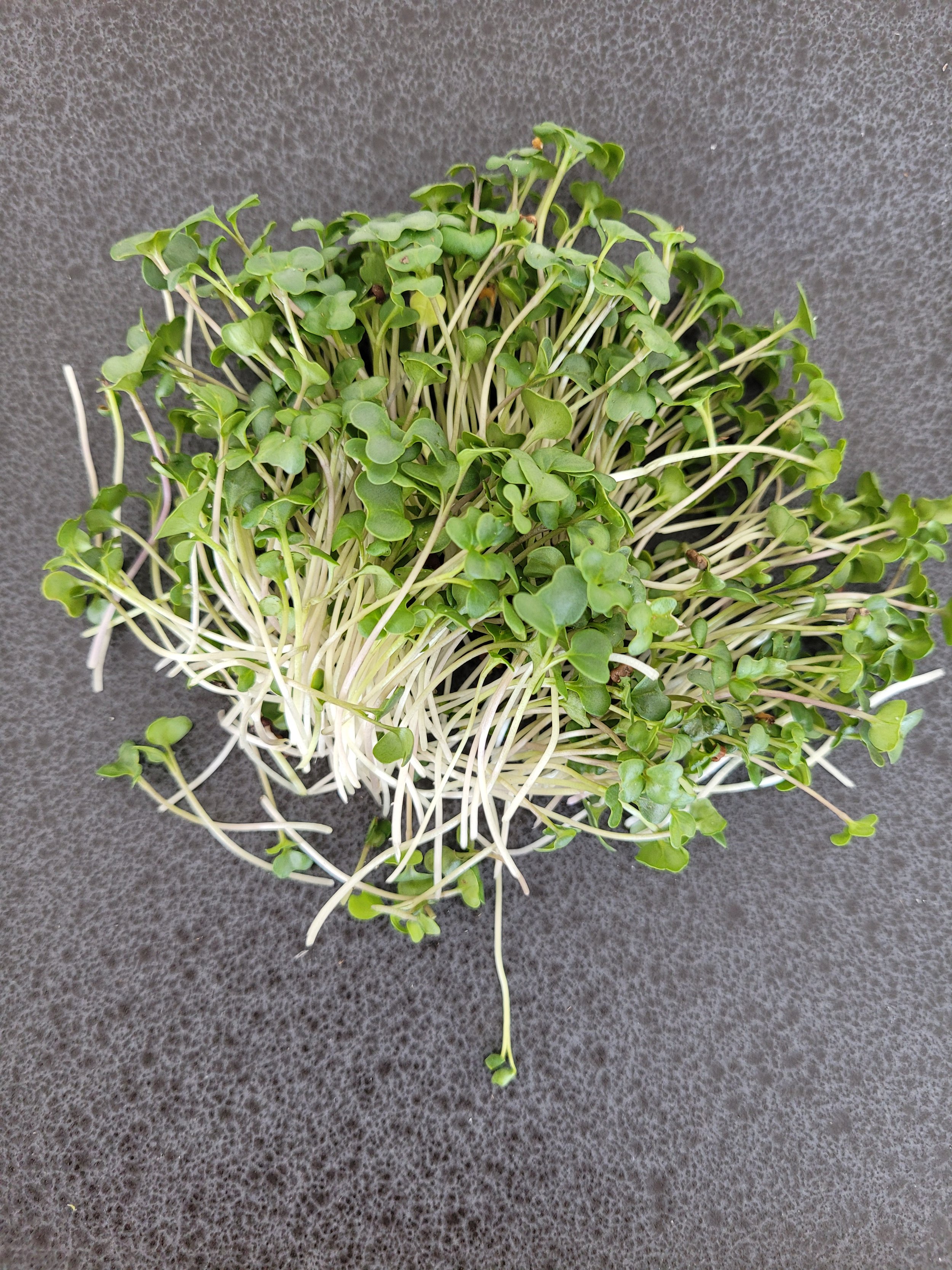Broccoli 4.jpg
