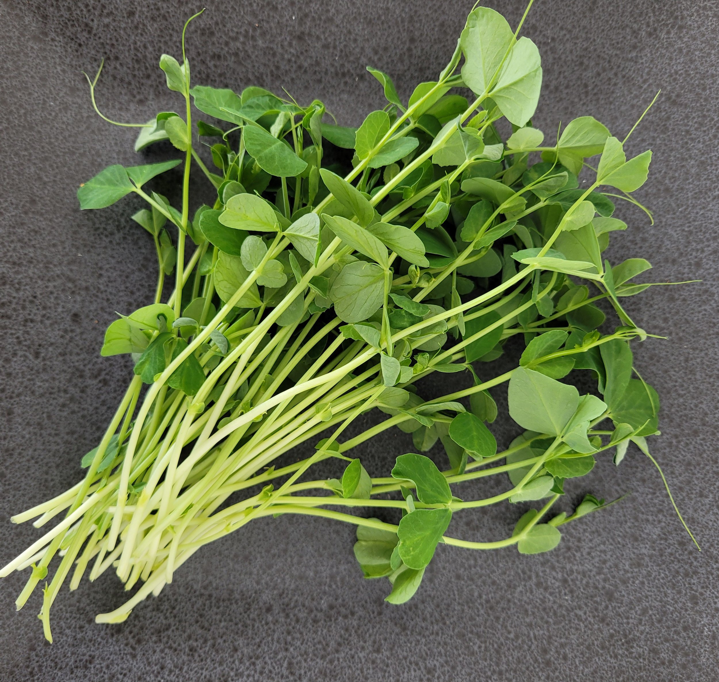 Pea.jpg