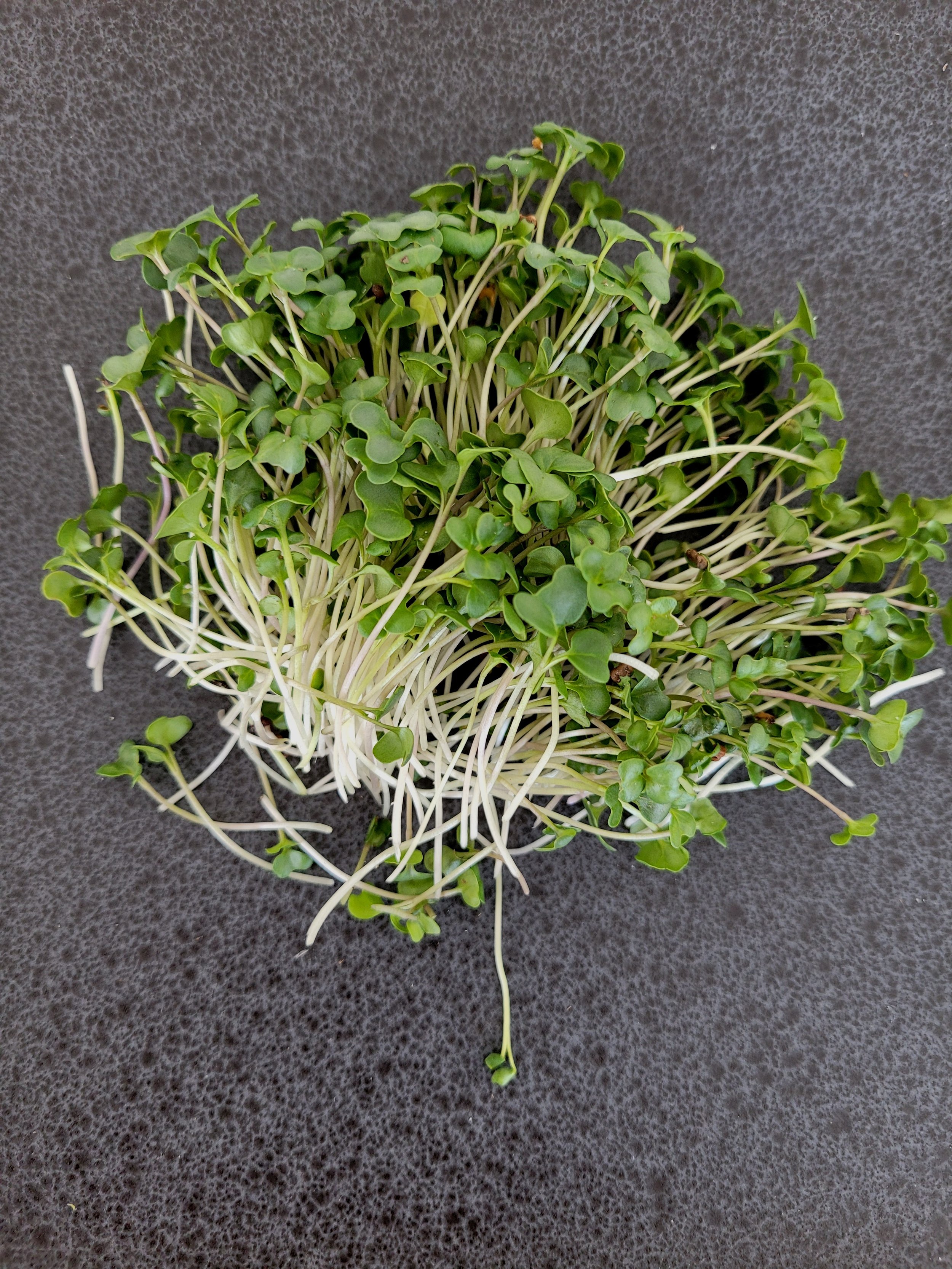 Broccoli 4.jpg