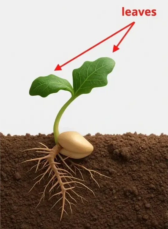 How does a seed grow? | Ooga Press