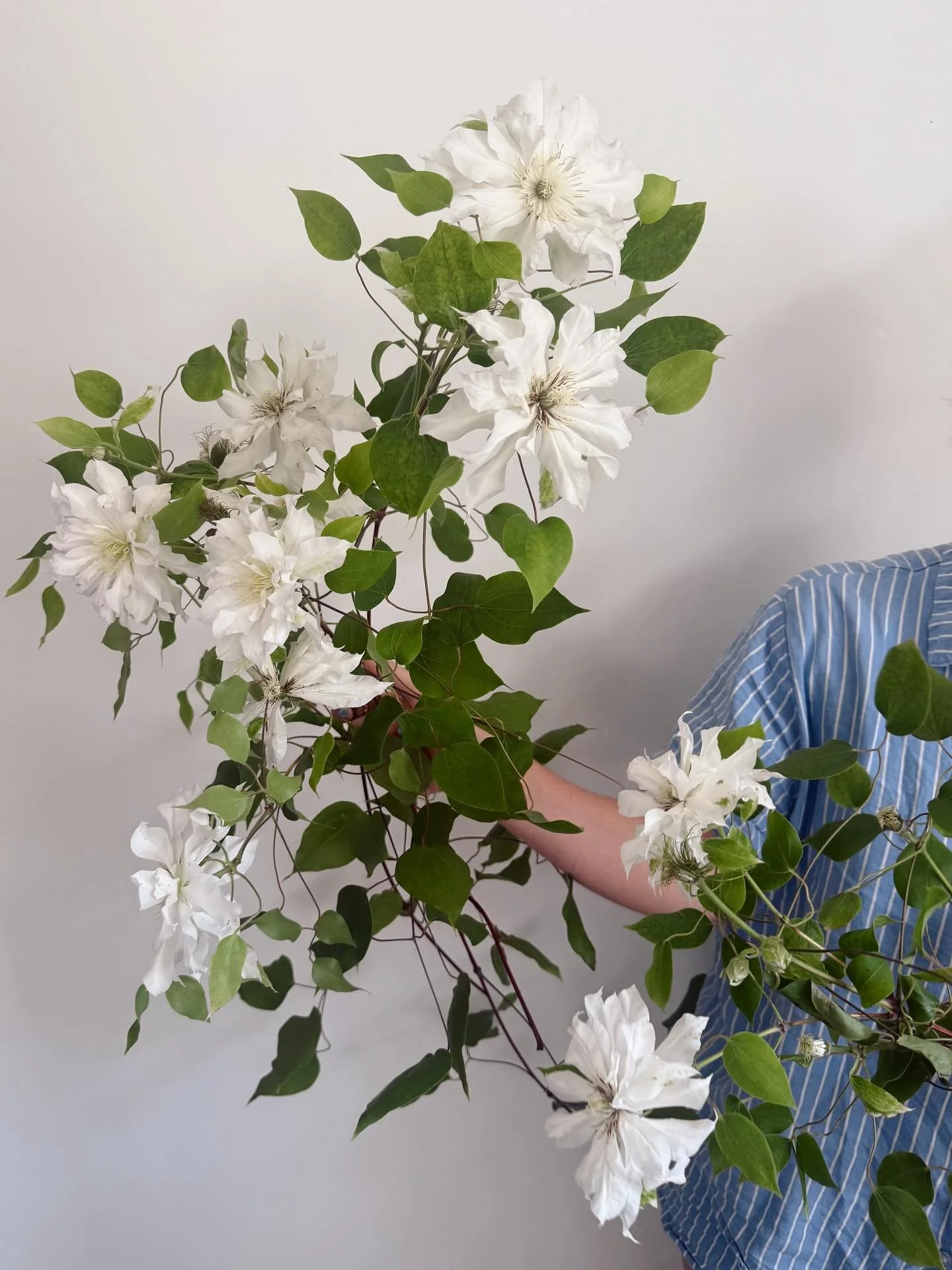 I&rsquo;m happily okay with my camera roll being 100% Clematis at all times. To me, you are perfect 🤍