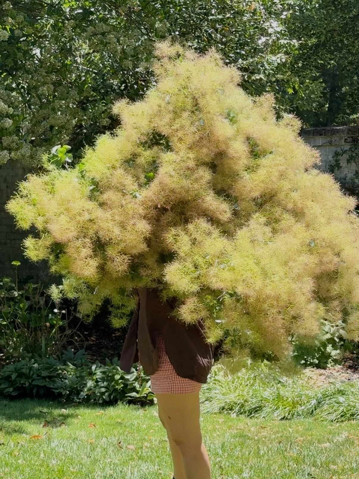 Just me geeking over this 60 year old smoke bush branch I got to flower with at @monafarm_ 

When you think your dream job can&rsquo;t get any better

Exciting things are coming your way soon with @theelopeedit