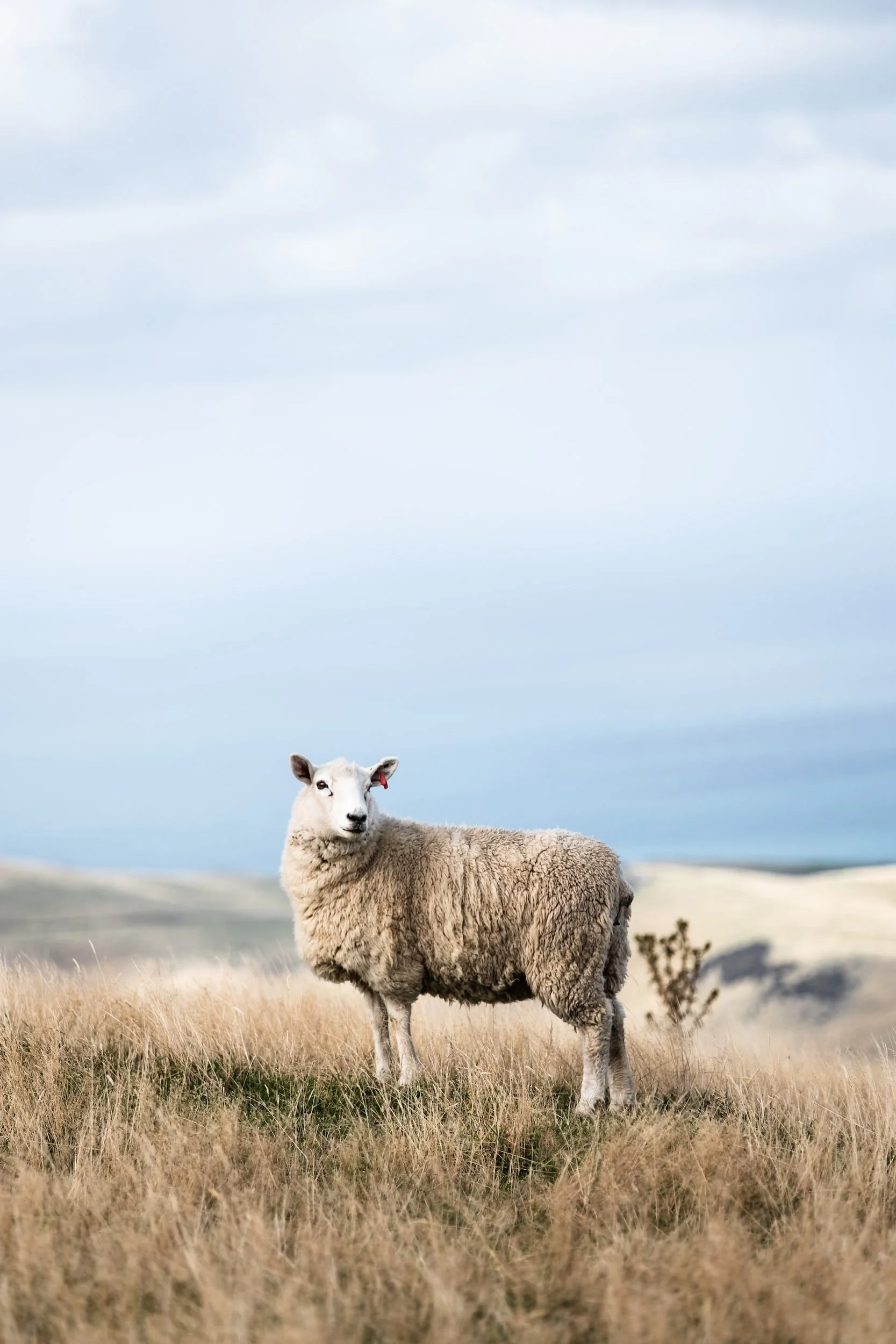 My Shepherd: A Reflection on Psalm 23