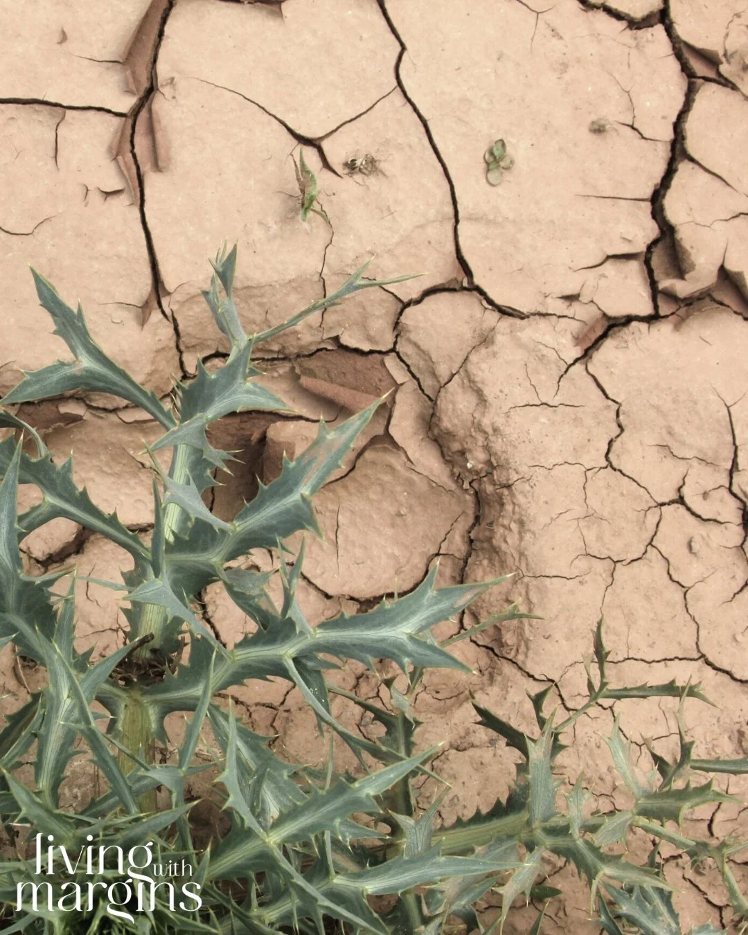 The Parable of the Sower: Thorny Ground