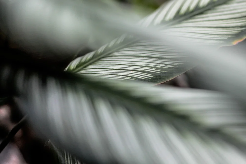 A calm space for an online counseling session
