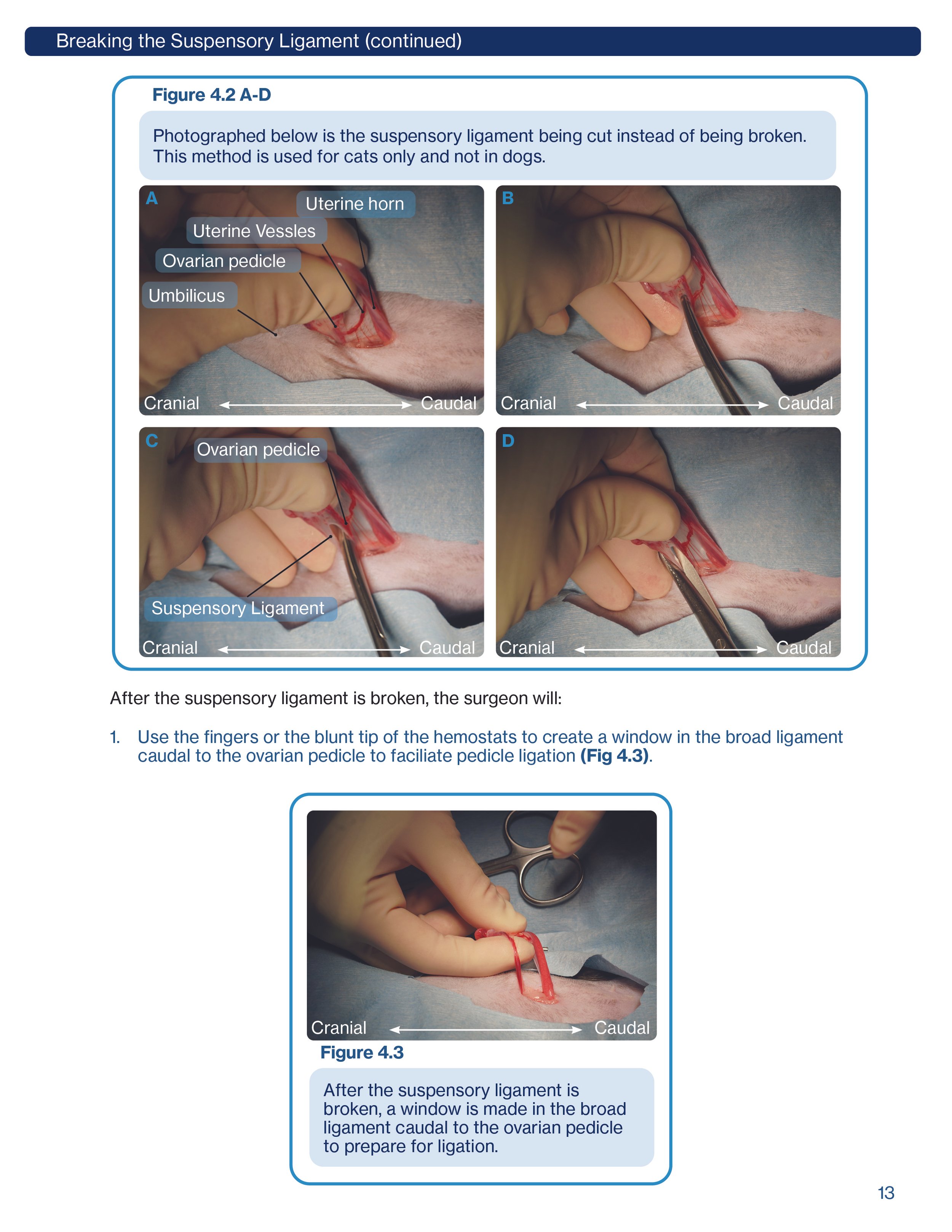 SpayIllustratedGuideUpdate13.jpg