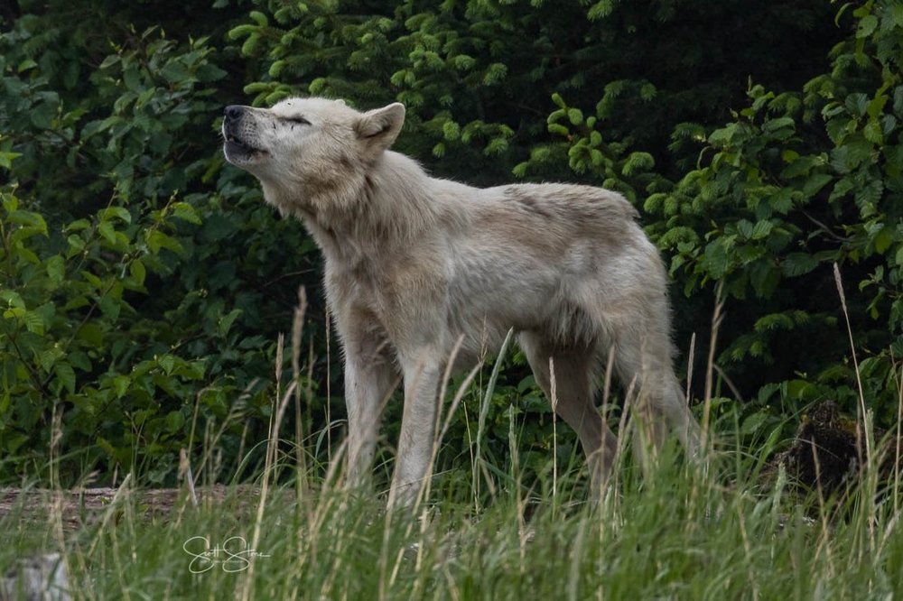 Alaska Wolf Tour | Discover & Capture Wolves - Join Now — Scott Stone ...