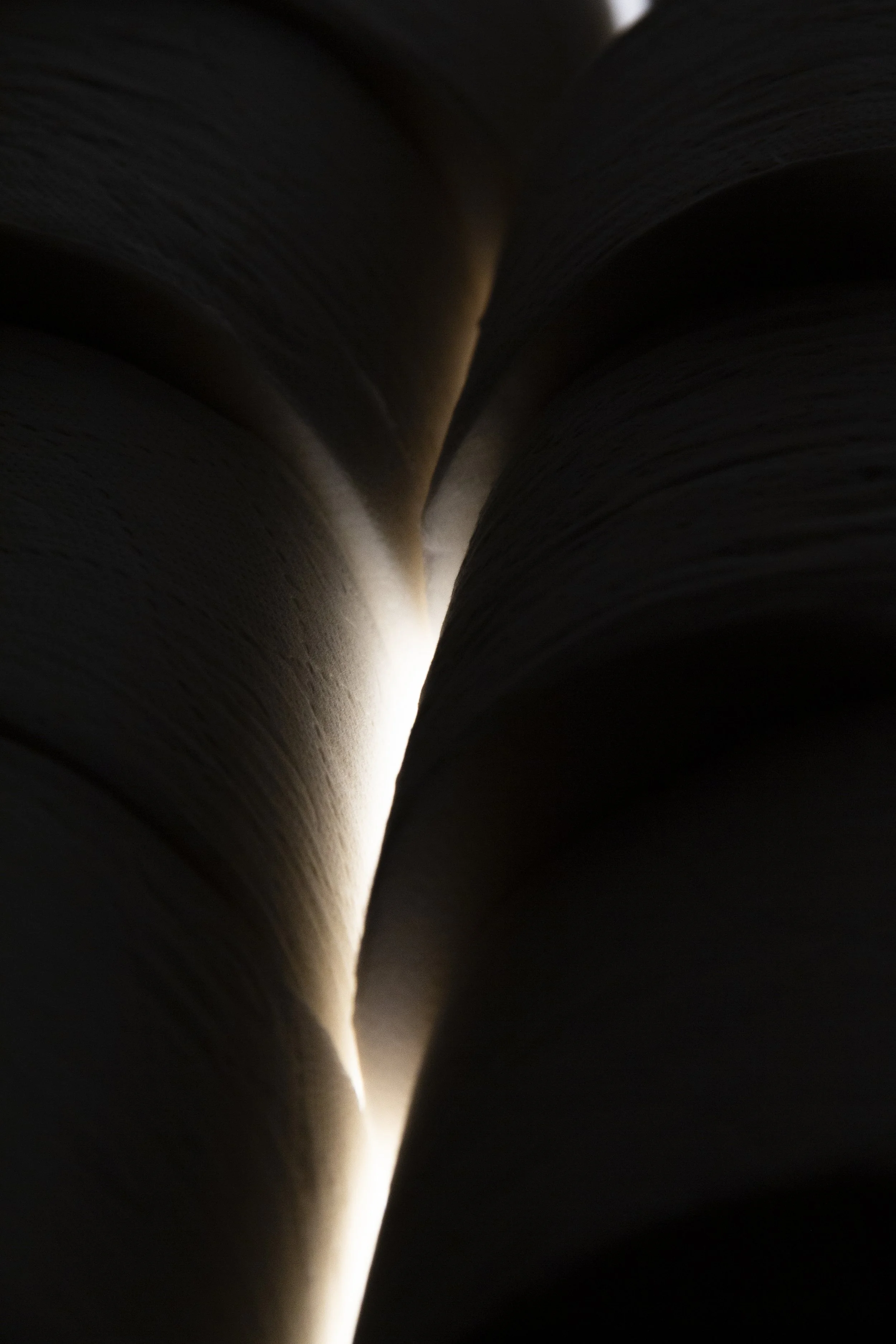 crevice 1, 2021, toilet paper photograph