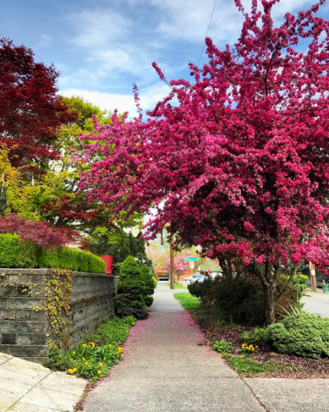 Kat-Marshello-flowers-photography-Seattle.png