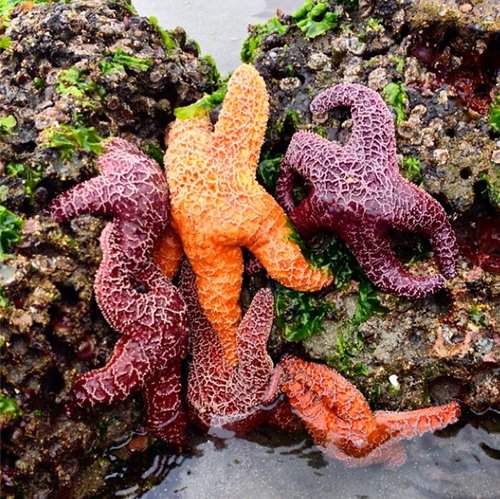 KatMarshello_Starfish_Nature_Tidepool_ShiShi_Beach_WA_coast.jpg