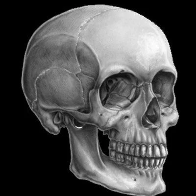 ANGLED VIEWS OF HEADS