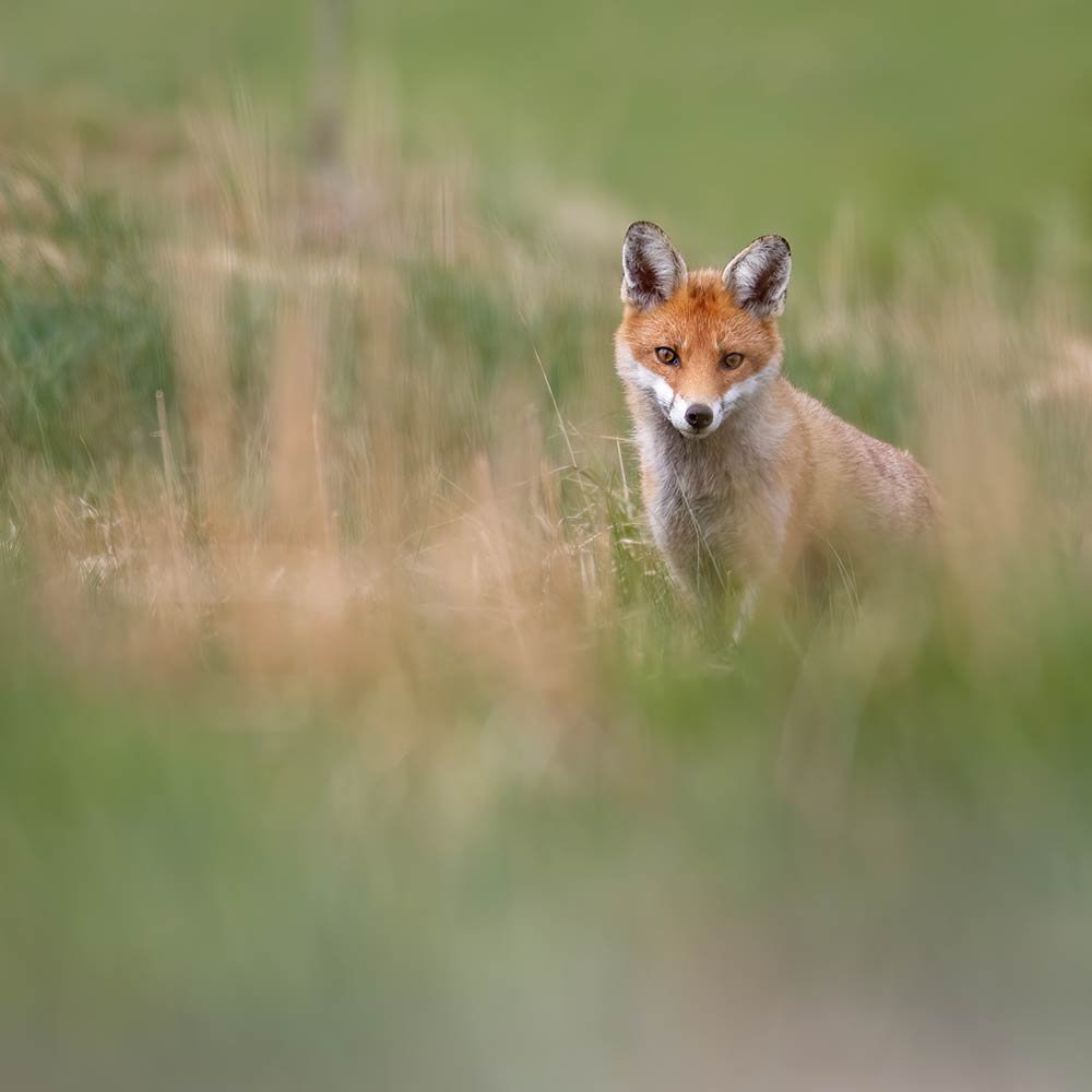 AWV-Nature-fox.jpg