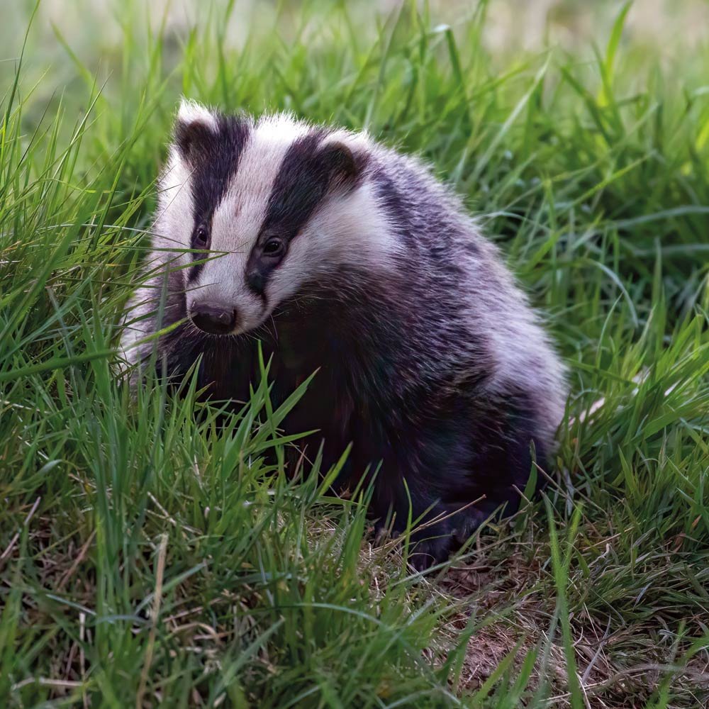 AWV-Nature-Badger.jpg