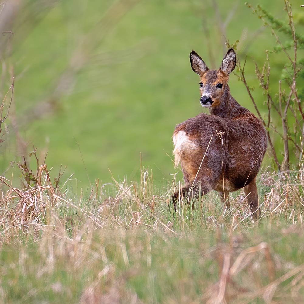 AWV-Nature-RoeDeer.jpg