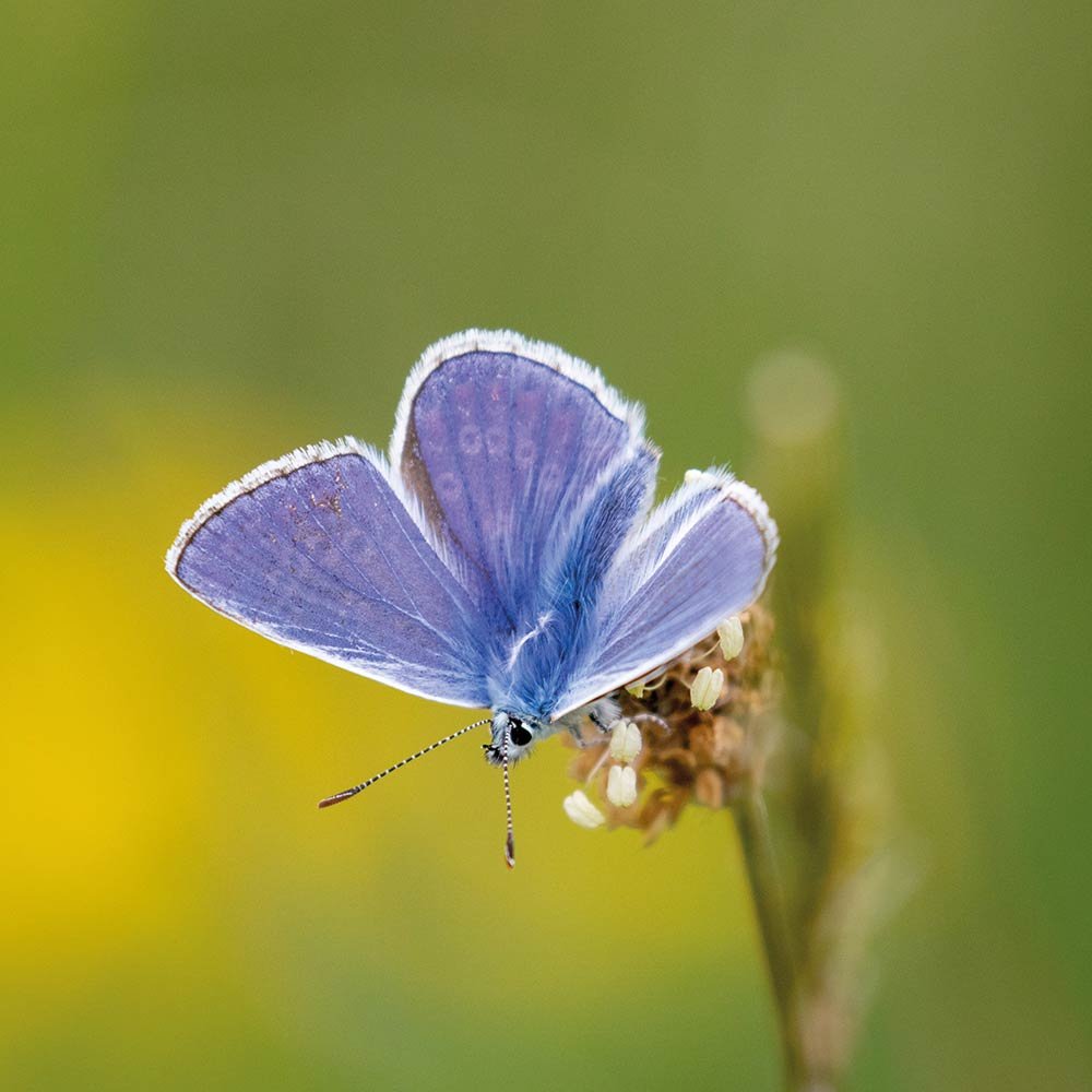 AWV-butterfly-blue.jpg