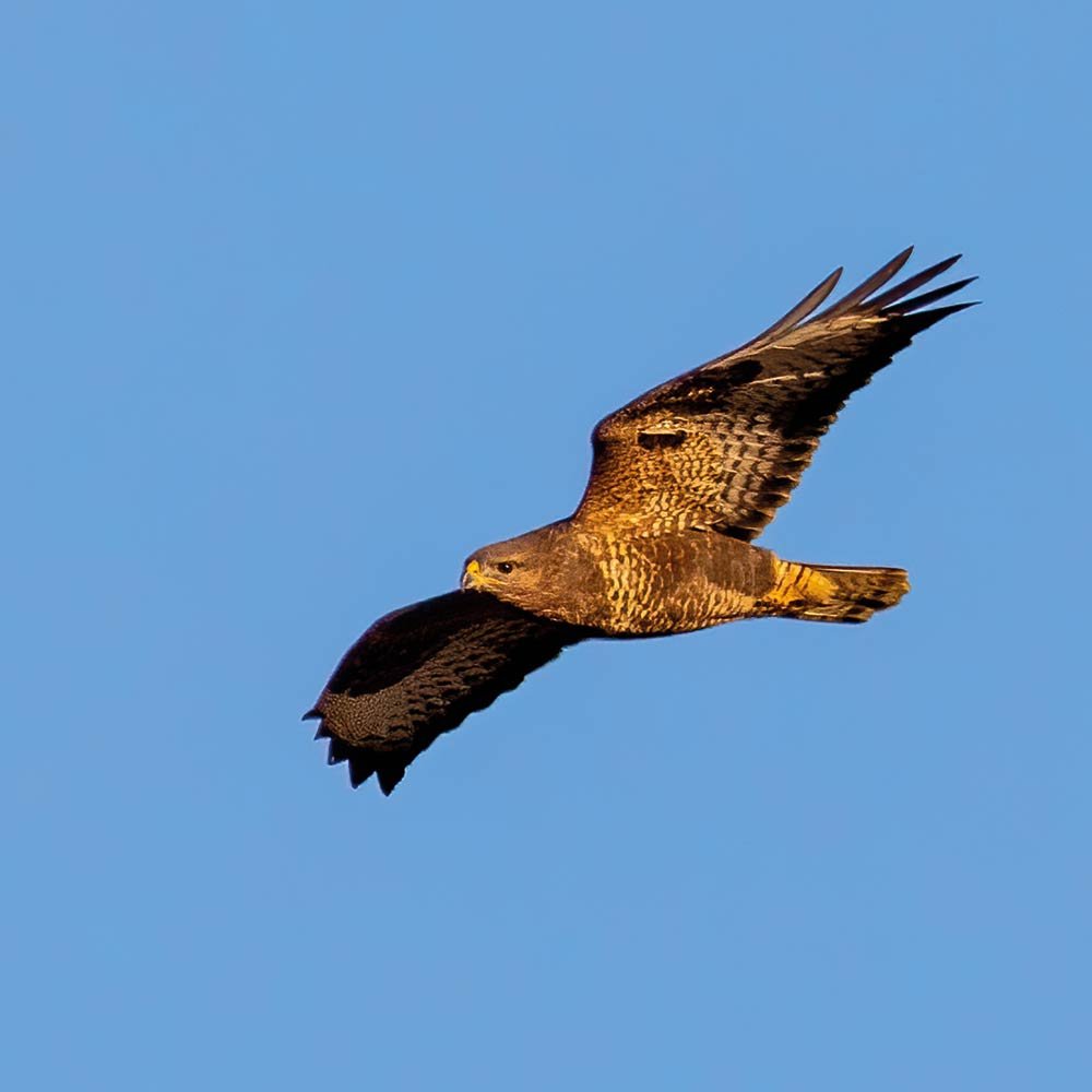 AWV-Bird-Buzzard.jpg