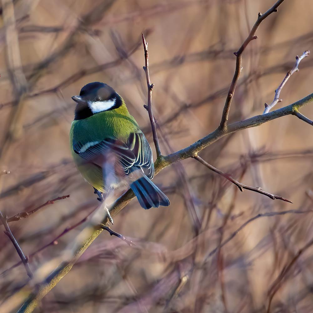 AWV-Bird-greattit.jpg