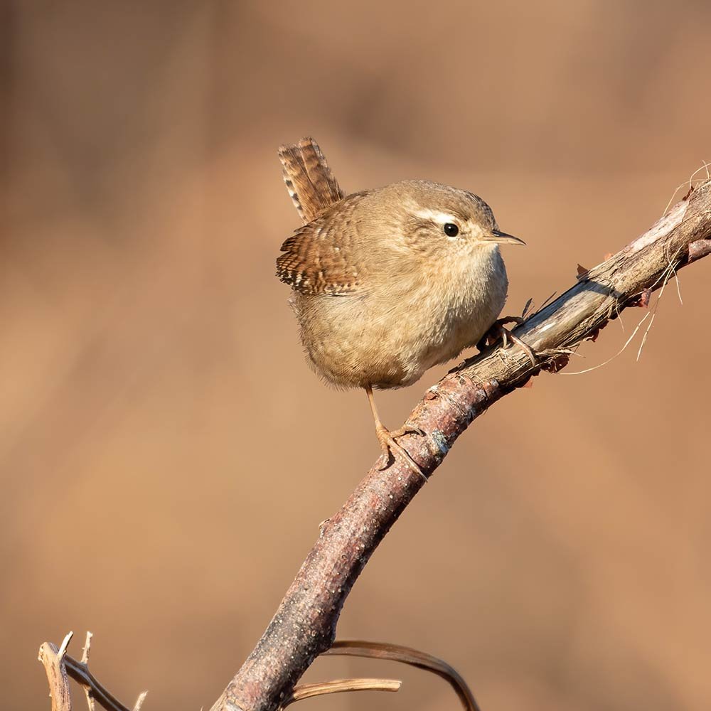 AWV-Bird-wren.jpg