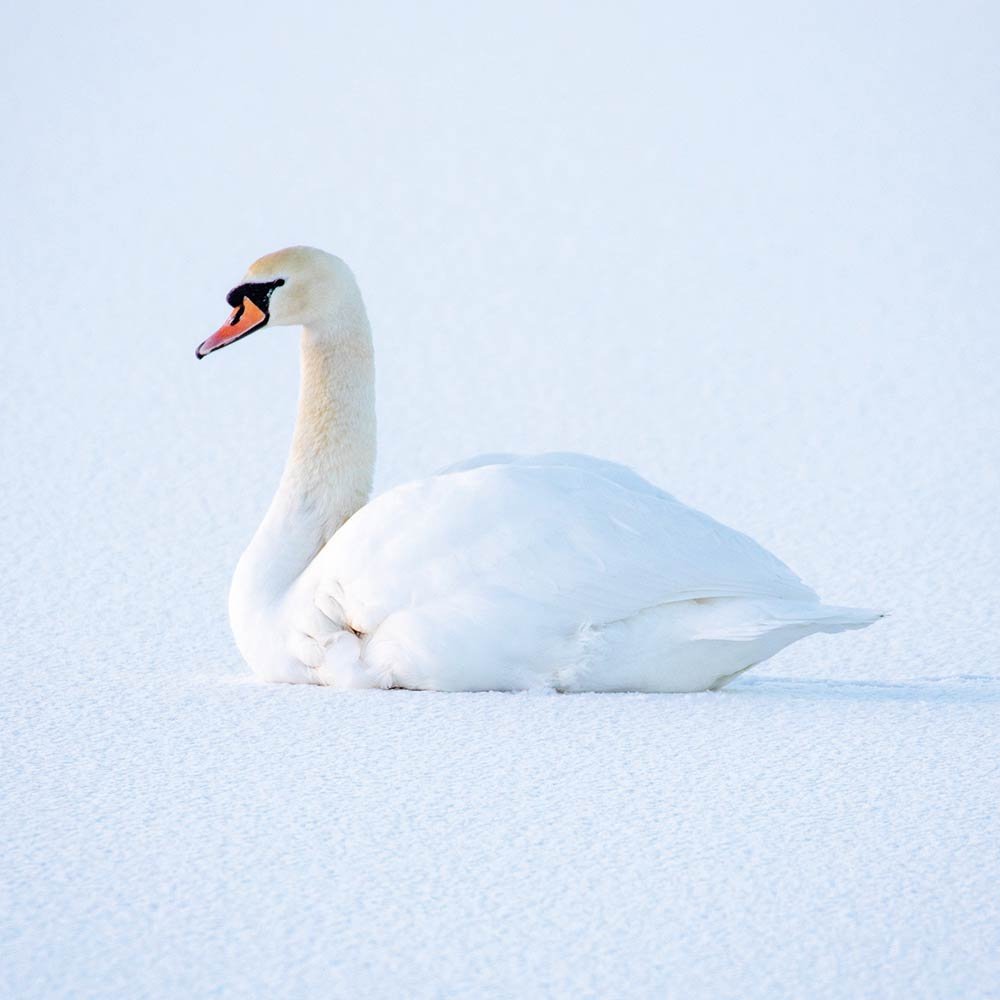 AWV-Bird-swan.jpg