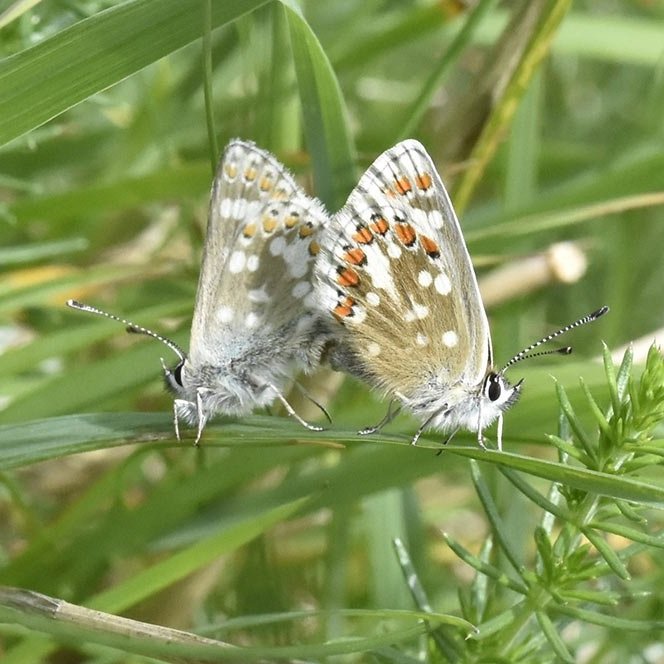 northern-brown-argus-butterflies.jpg