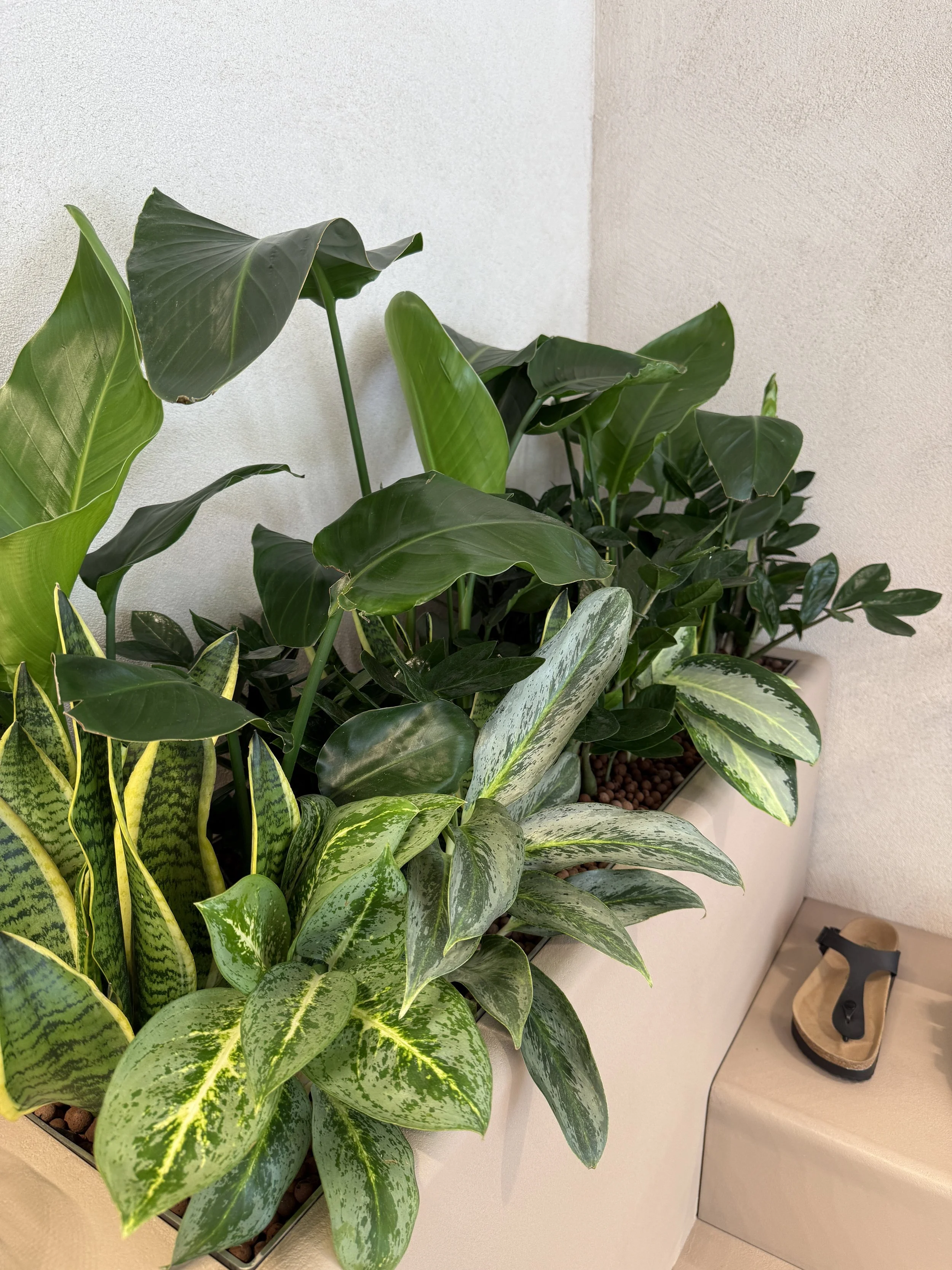 Interior planting displays for Birkenstock Kings's Road store by Plants By There - Chelsea, London