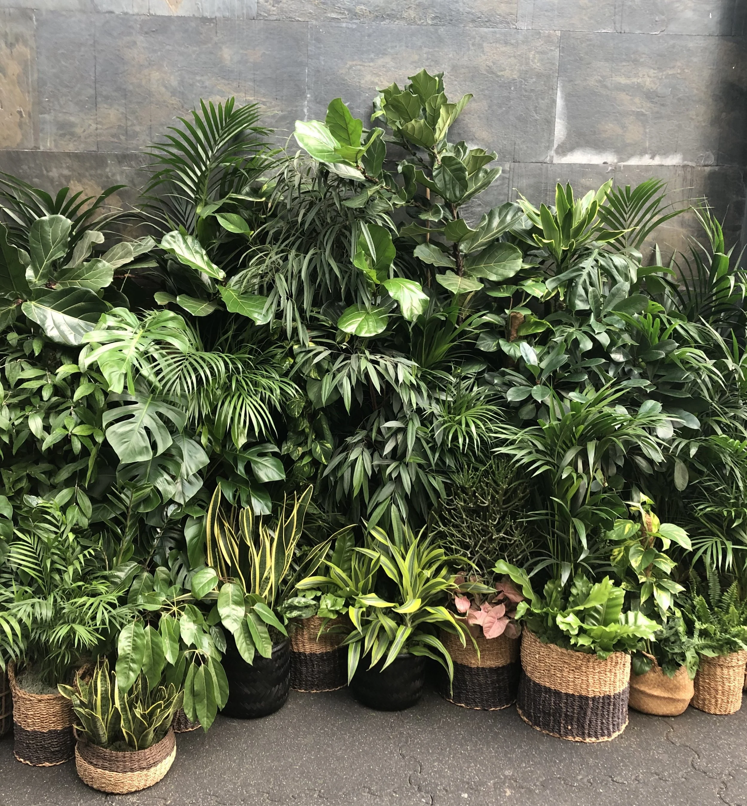 Large mixed indoor plants form an event photo backdrop step and repeat for the annual P.E.A. Award ceremony.