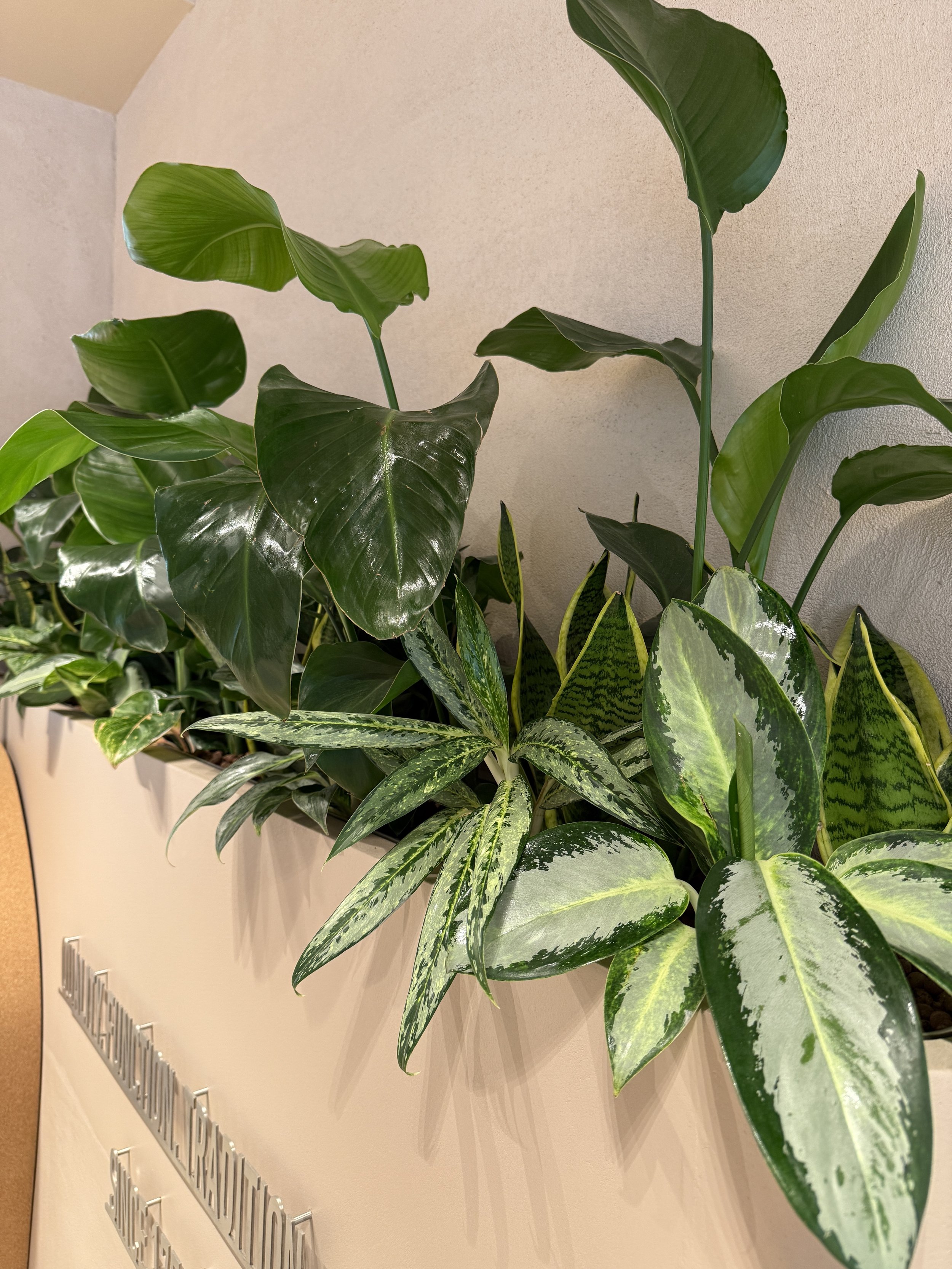 Interior planting displays for Birkenstock Kings's Road store by Plants By There - Chelsea, London