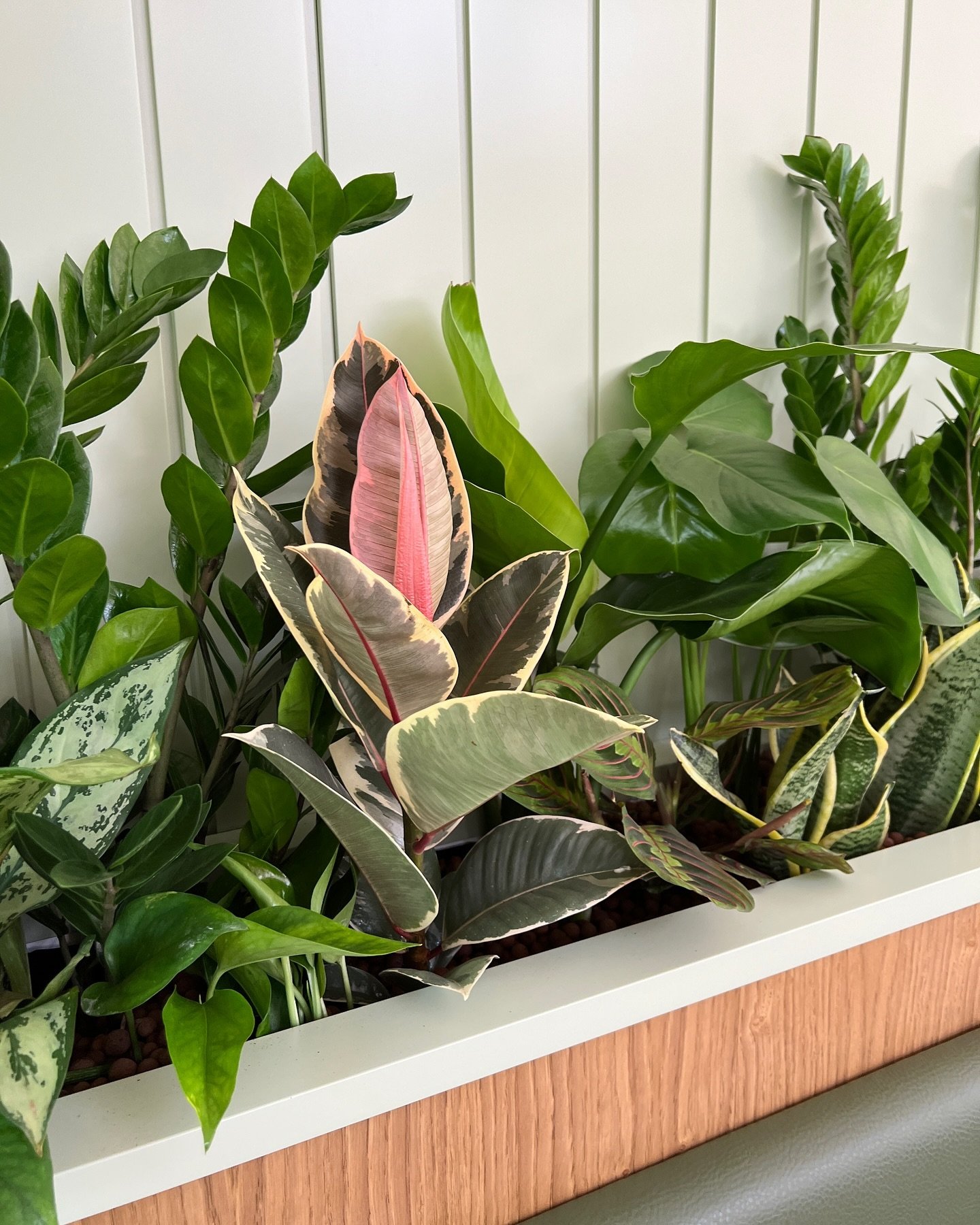 BANQUETTE BOTANICALS - A little peek at yesterday&rsquo;s plant install in a new London cafe (location to be revealed). Picking out the interior decor colour palette with planting is always one of the most enjoyable parts of designing for me.

There 