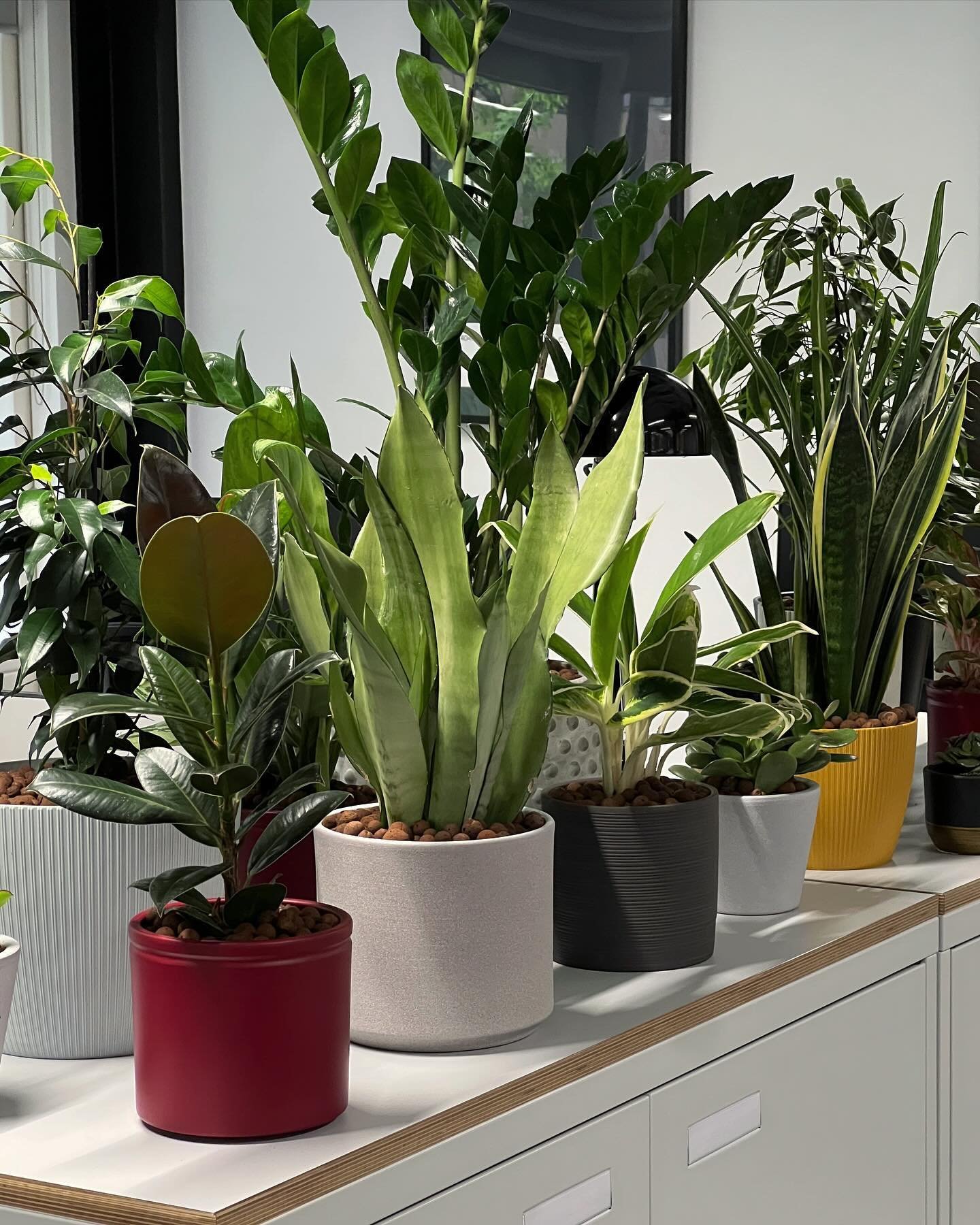 POTTED PARADISE 🪴 - Pots, pots and more pots! Yesterday&rsquo;s installation for my new clients @hellonkd saw empty cabinet tops (swipe to the end to see it before) become mini potted jungles.  Rather than filling the space with solid troughs and bl