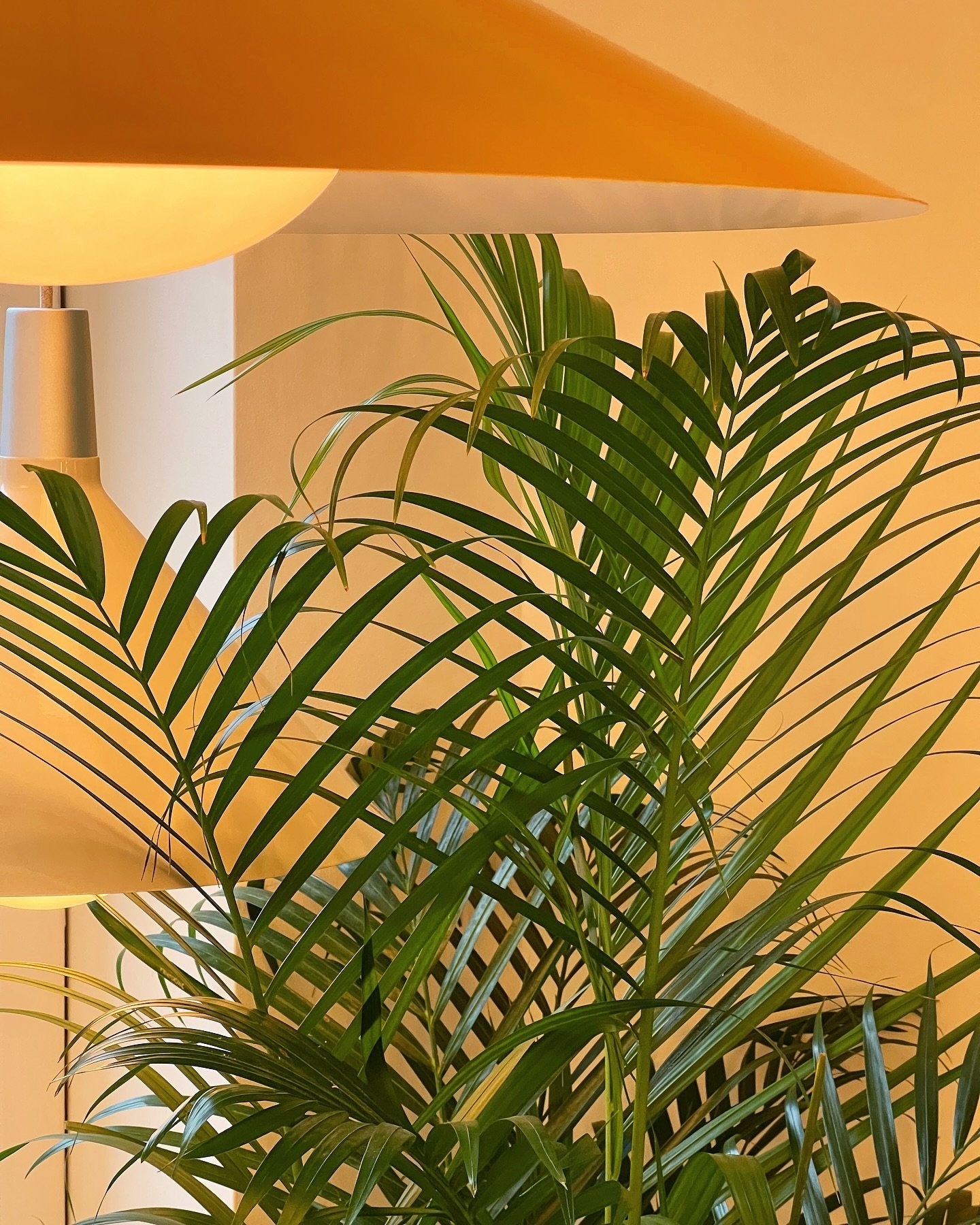 PALM GLOW🌴- Just a lovely palm in the @tala showroom basking in the glow of their new Bower collection&hellip;.. that&rsquo;s all.

#plantsbythere #lushplantlife #plantstyle #interiorplantdesign #interiorlandscaping #indoorplants #plantinstallation 