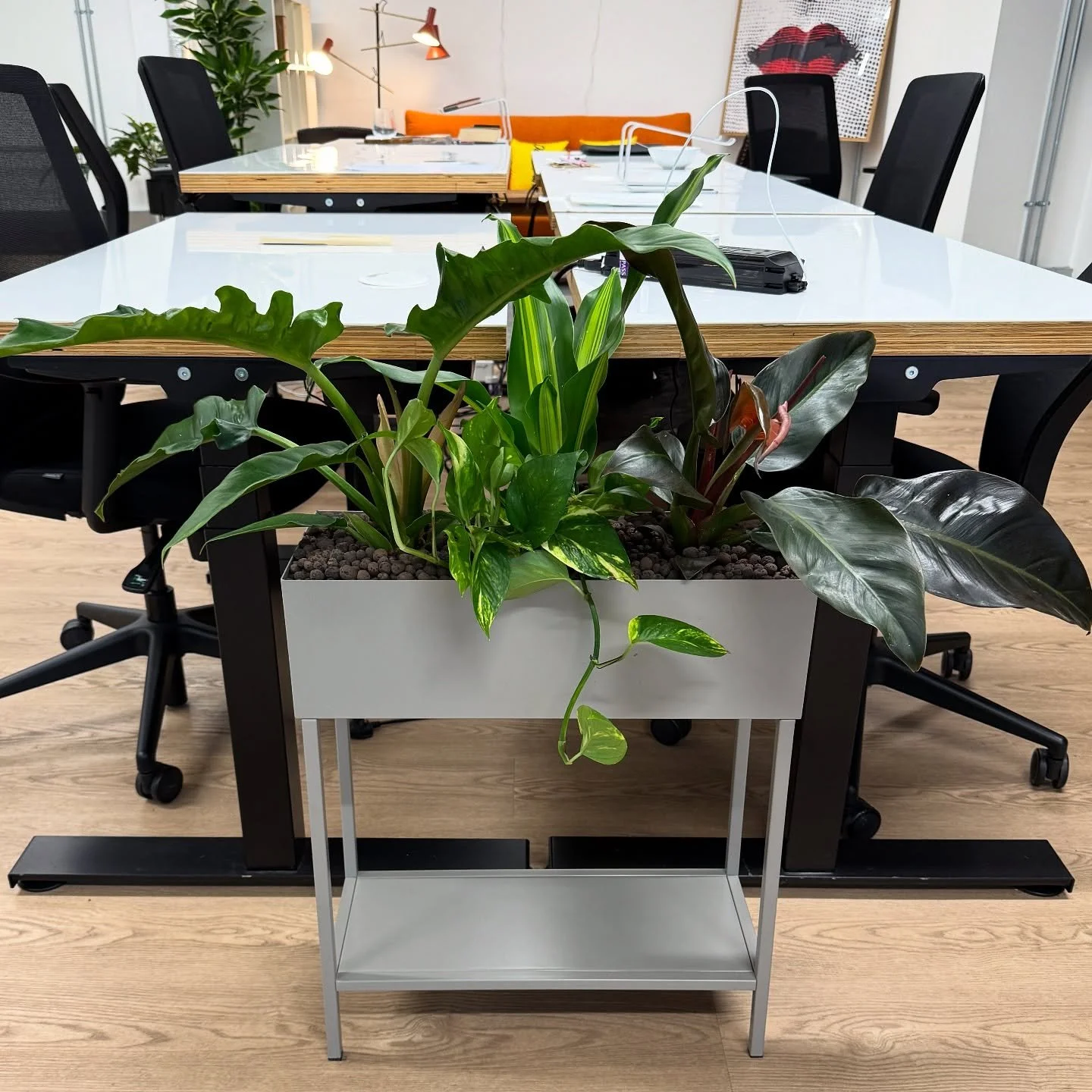 WORKPLACE WONDERS 🍃 - Searching for something to soften the hard edges in your office? Look no further&hellip;&hellip;you&rsquo;ve found PLANTS BY THERE! 🪴 

Affordable, effective and beautiful indoor plant displays designed to suit your office spa