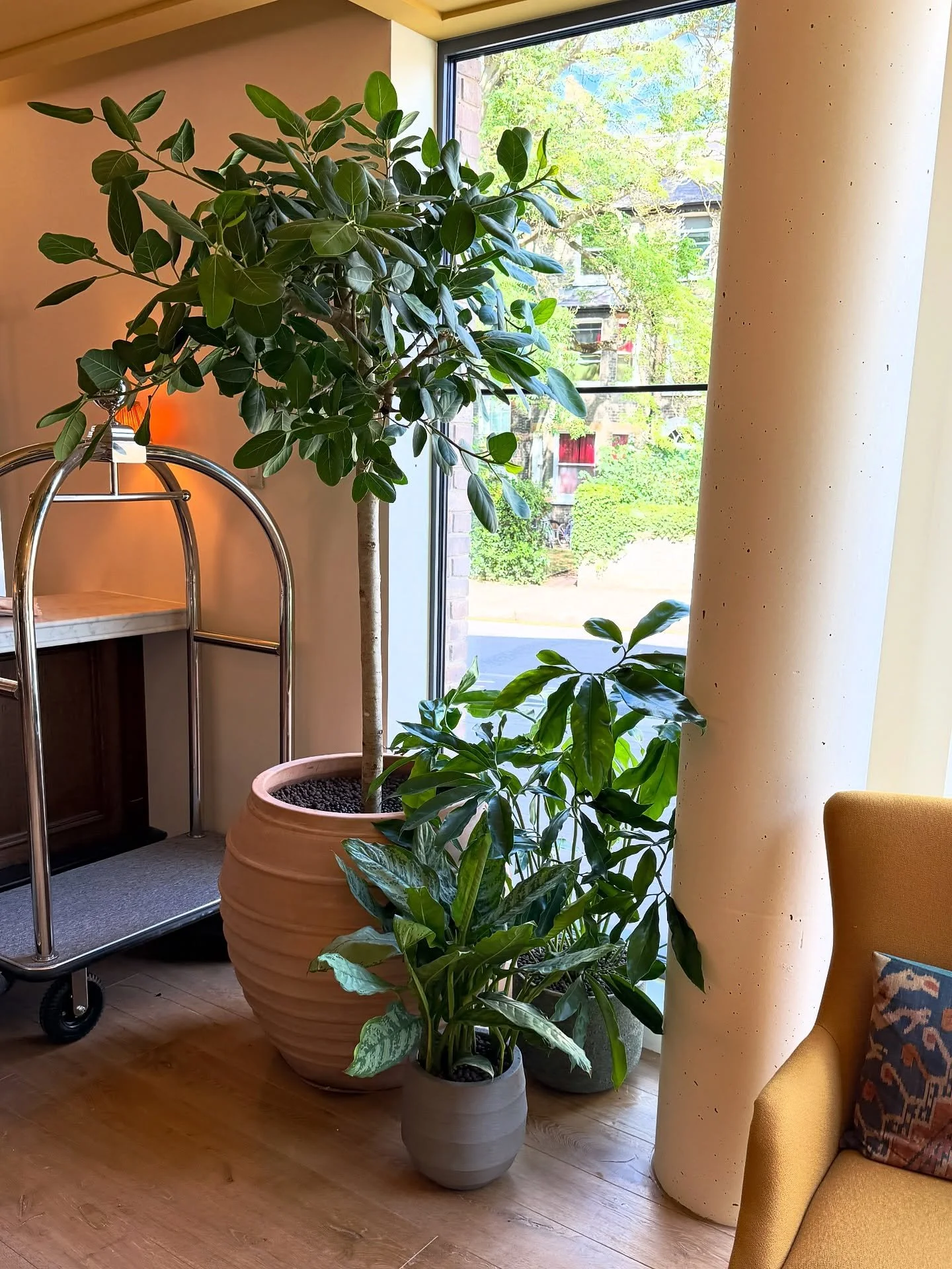 GREEN TRIO 🪴🪴🪴- Something a little more timeless for @wildeaparthotels in Cambridge.  A potted group of Ficus benghalensis &lsquo;Audrey&rsquo;, Philodendron &lsquo;Fun Bun&rsquo; and Aglaonema greet guests as they check in for their stay.

#plant
