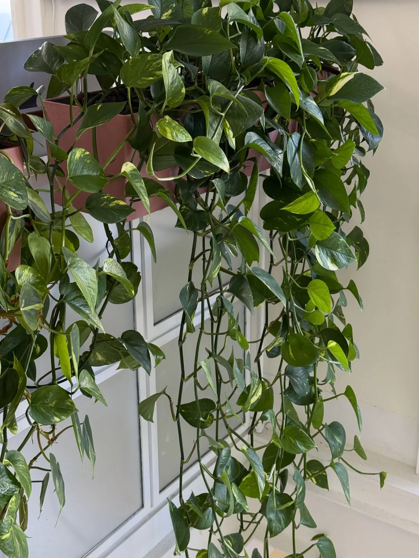 PLANT TLC 💧- Some impressive trails have grown after only a few months in this office space.  It&rsquo;s amazing what investing in a little professional TLC for your office plants can achieve. 🌿

Visit plantsbythere.com to find out more about our c