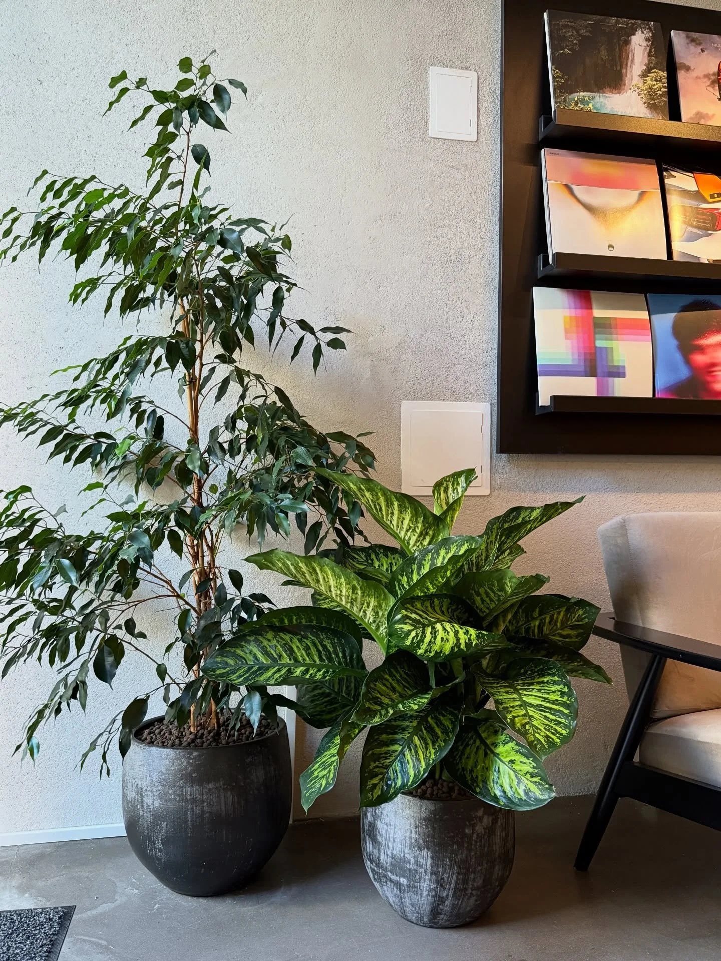 UPGRADE 🪴✨- My client&rsquo;s mature Ficus benjamina has had a pot upgrade and has a new leafy friend to keep it company.

If your office plants need a bit of refresh, visit plantsbythere.com to contact us!

#plantsbythere #officeplants #plantcare #