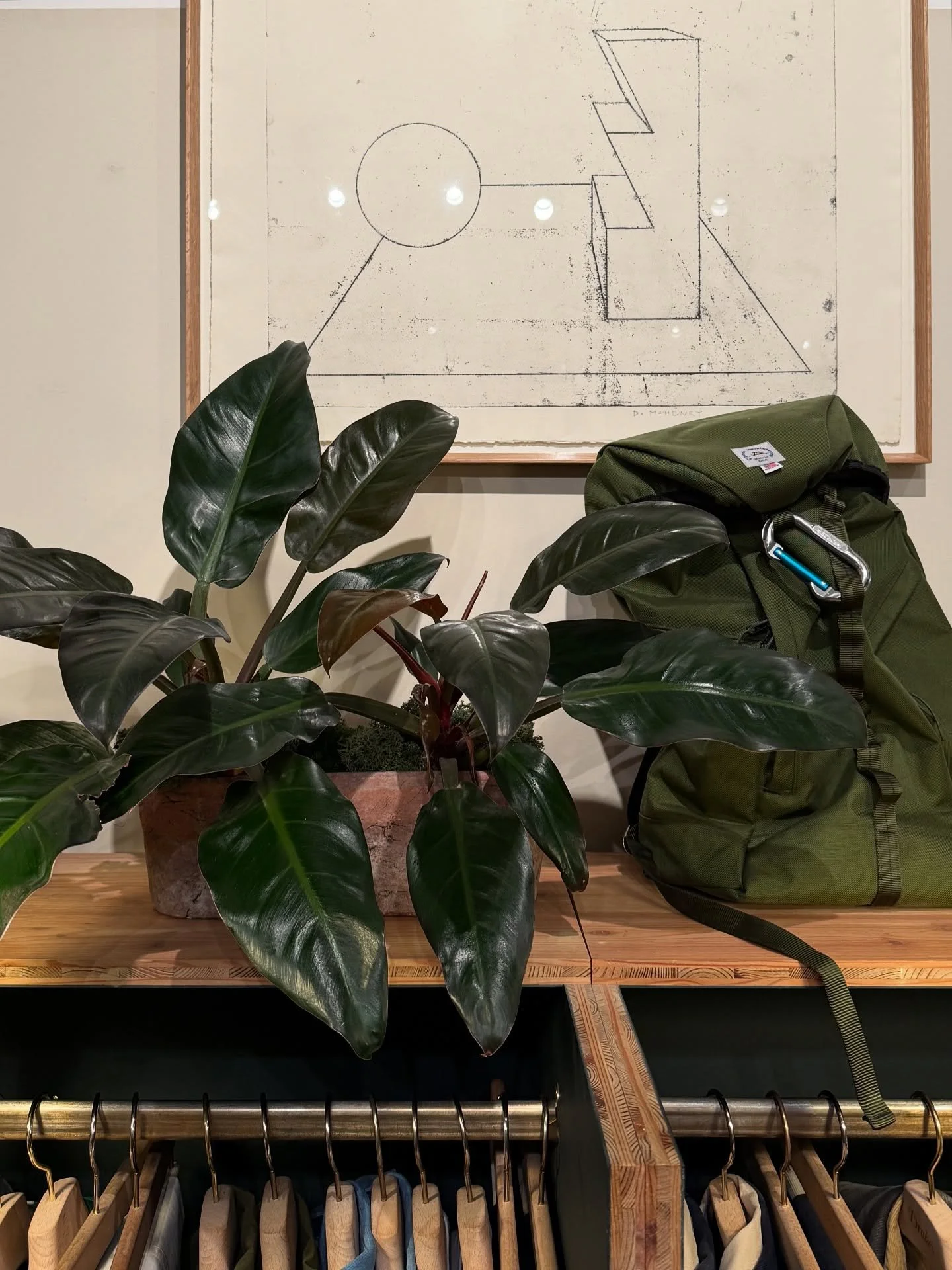 A/W 25 🍂🍁- Some coincidental autumnal tones in the @drakesdiary store today.  Living proof that plants really do enhance products in retail spaces.

#plantsbythere #plantdisplay #interiorlandscaping #plantstyle #houseplants #philodendron #indoorgar