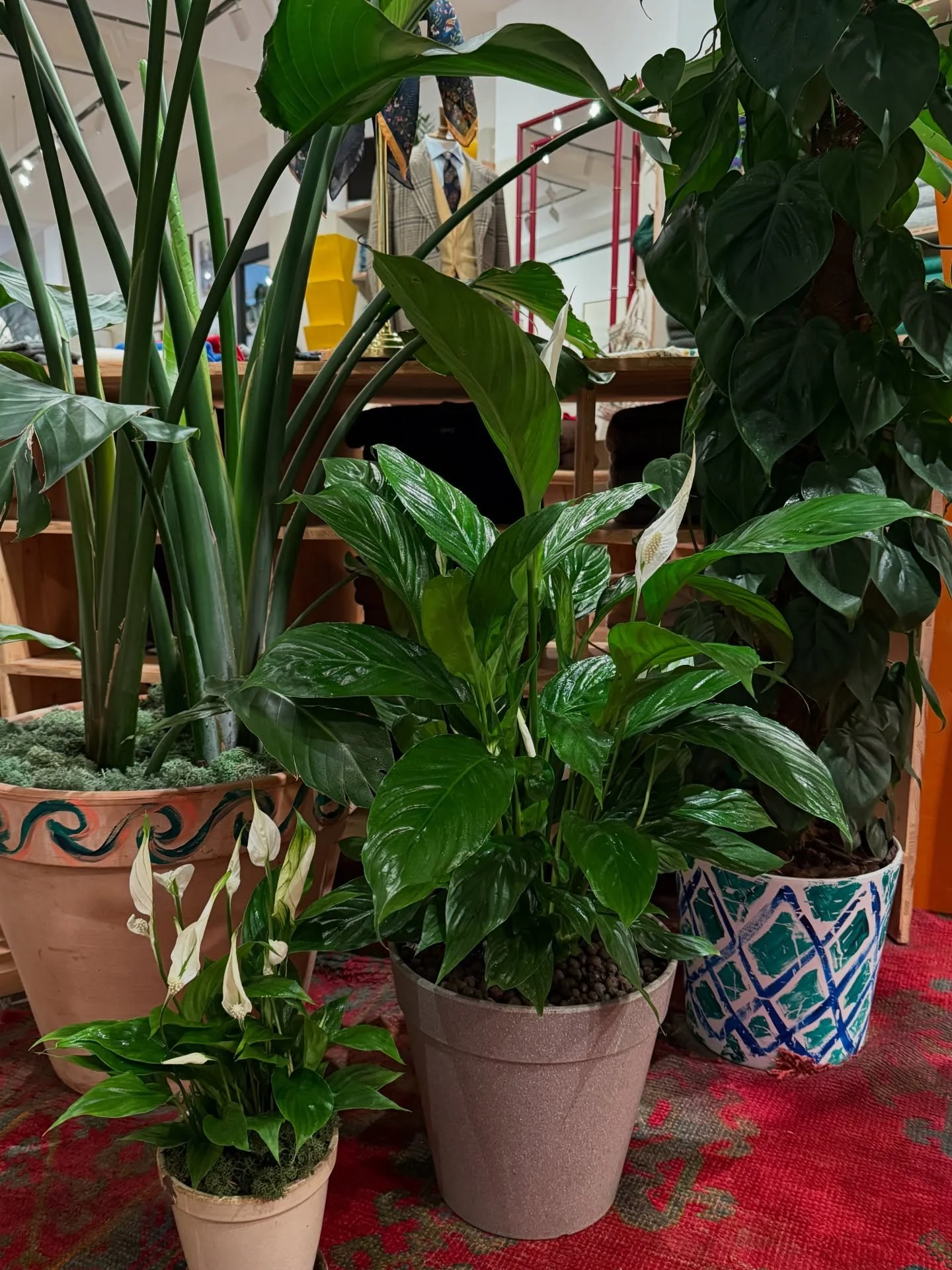 ROOTED STYLE 🪴 - Homely, elegant plant perfection at the Drake&rsquo;s store this morning.

#plantsbythere #indoorgardening #drakes #savilerow #interiorlandscaping #planting #indoorplantsdecor #plantdisplay #londongardener #plantdesign #indoorjungle