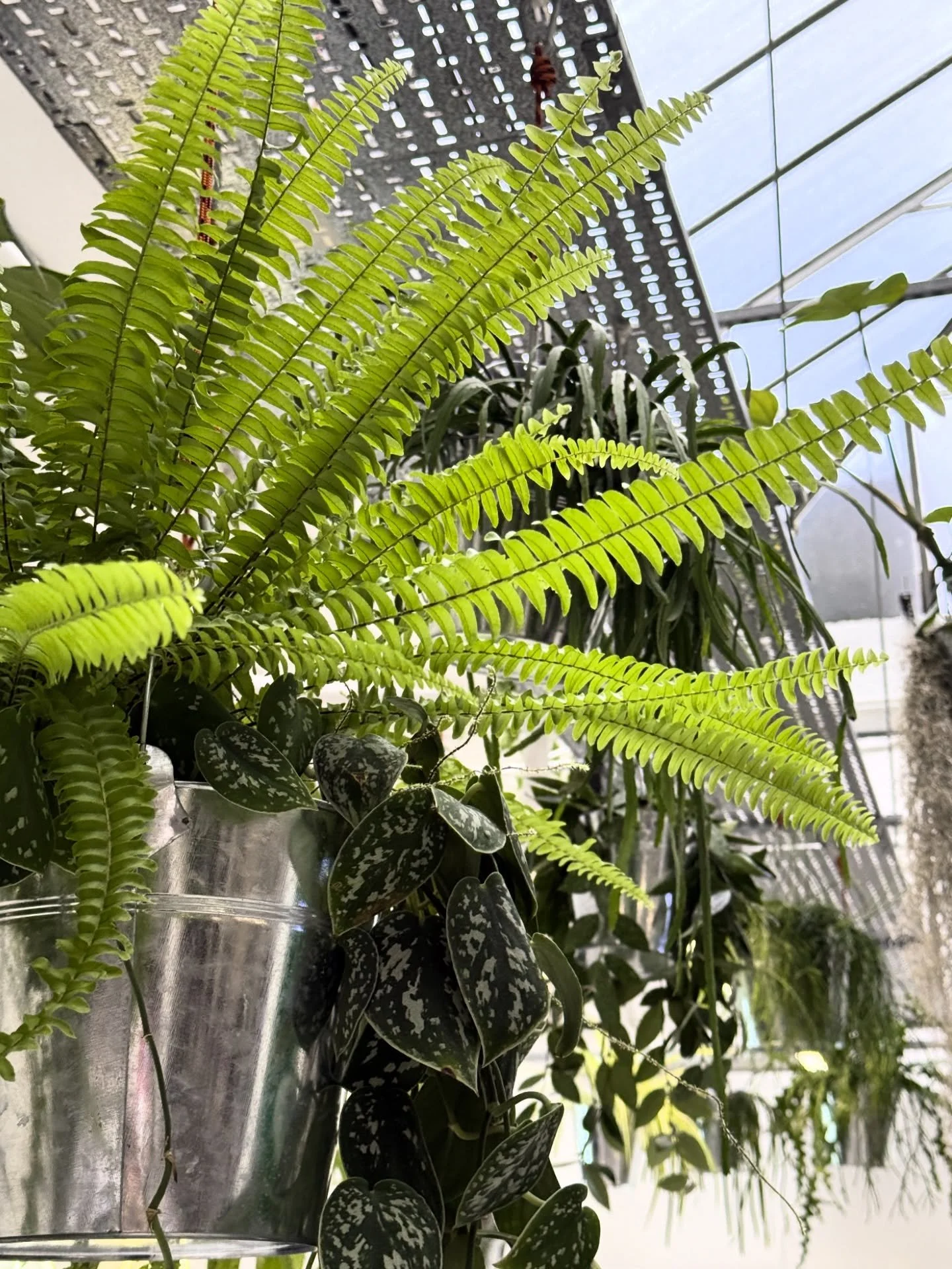 WINTER TROPICS 🌴- It might be getting a little chilly outside, but the houseplants always make it feel like summer indoors!
#plantsbythere #lushplantlife #plantdisplay #interiorlandscape #indoorgarden #plantstyle #plantsofinstagram #hangingplants