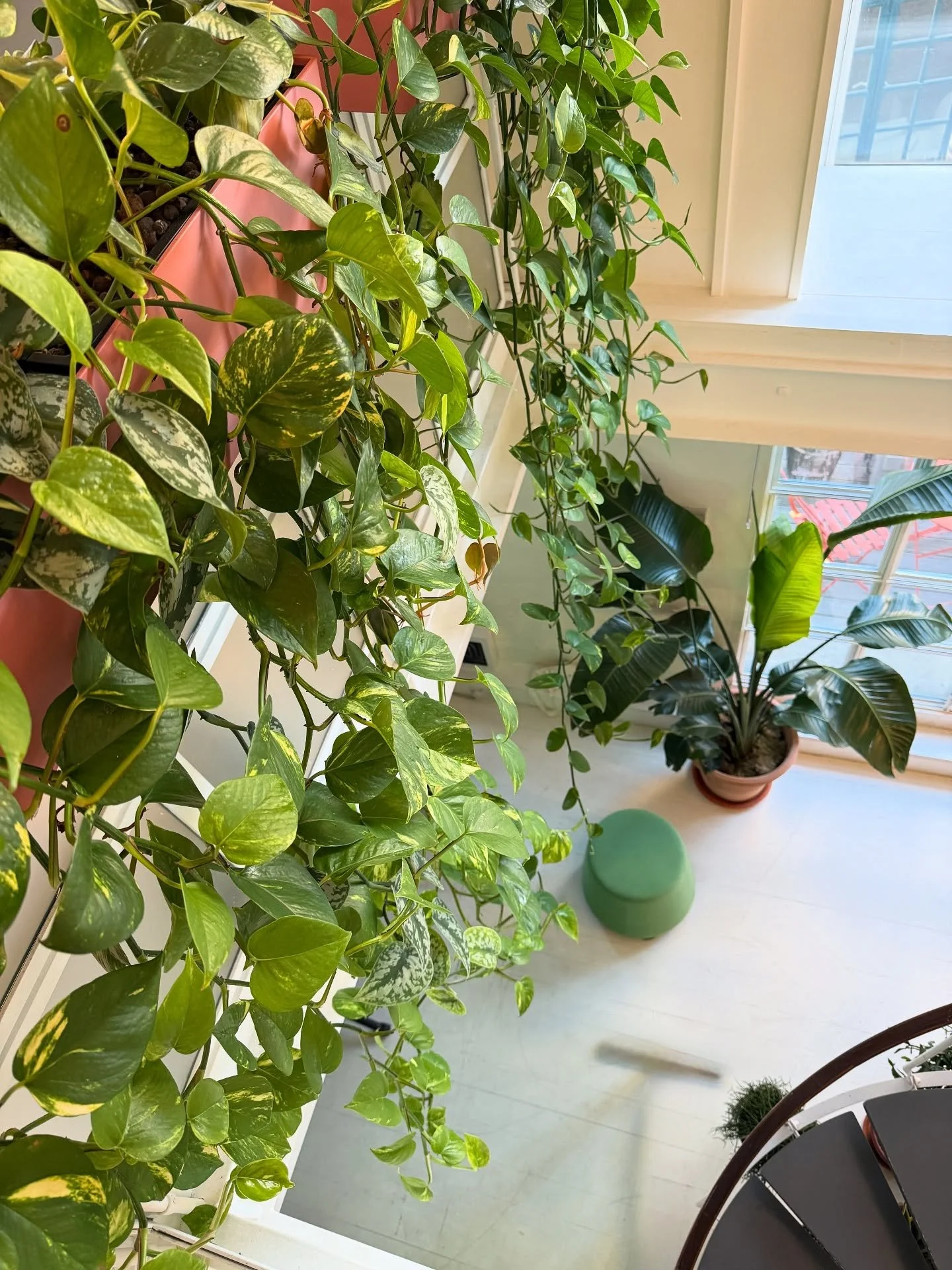 LEAFY LAYERS 🌿🌱- Layering greenery in an office is a sure fire way to break up the expanse of brilliant white walls and hard surfaces.  Here trailing plants soften the glass balustrade without blocking the view of the foliage downstairs.
#plantsby